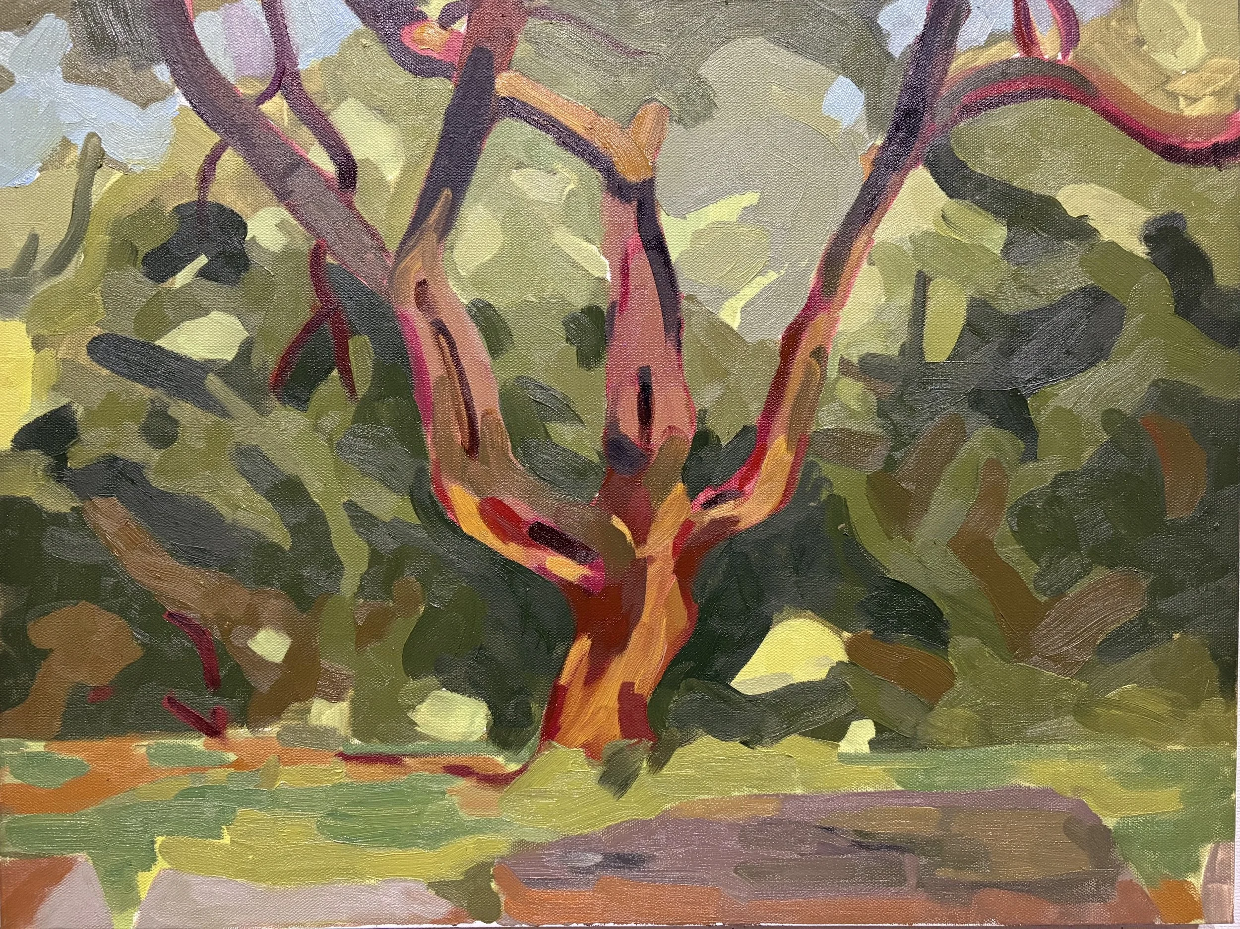 Biblical Tree
18" x 20"
Oil on Canvas
August, 2025