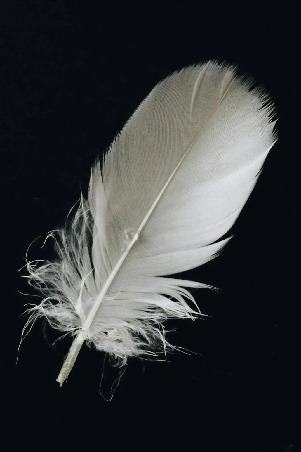 Close-up of a white feather on a black background.