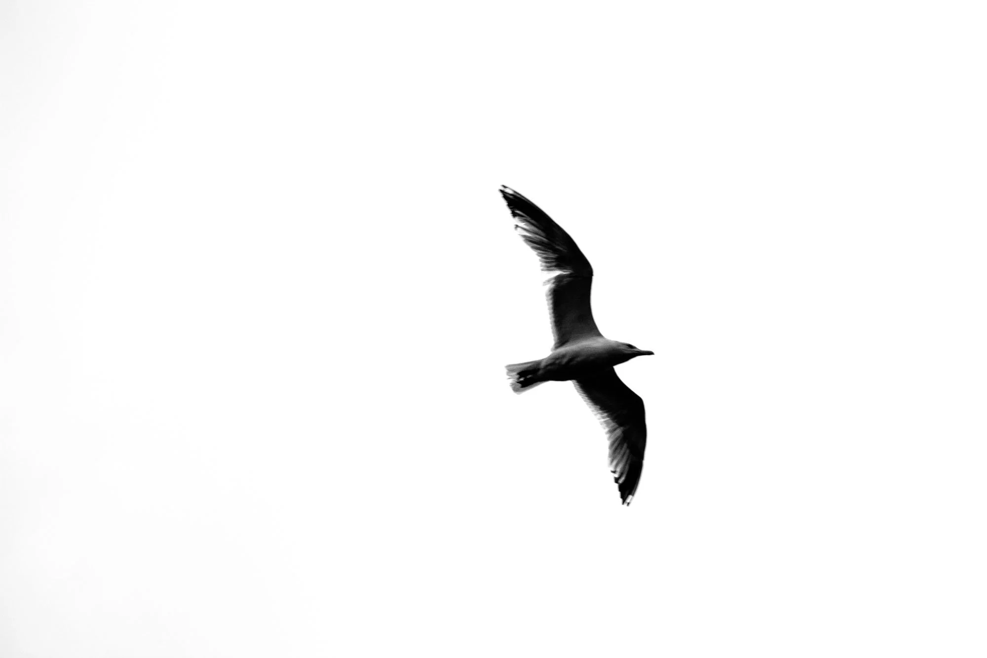 IMG_0331.jpg