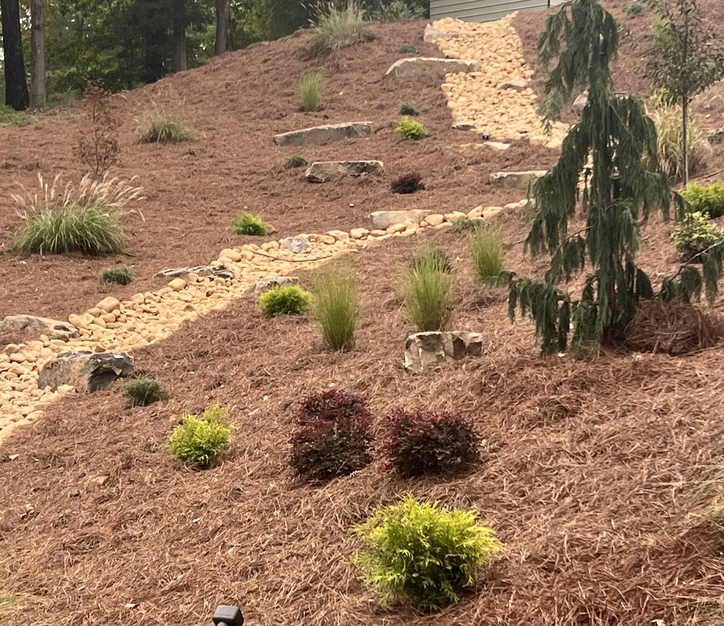 A landscaped hillside garden with various small bushes and plants, a pathway made of rounded stones, and brown mulch covering the ground, with some rocks and a larger tree on the right side.