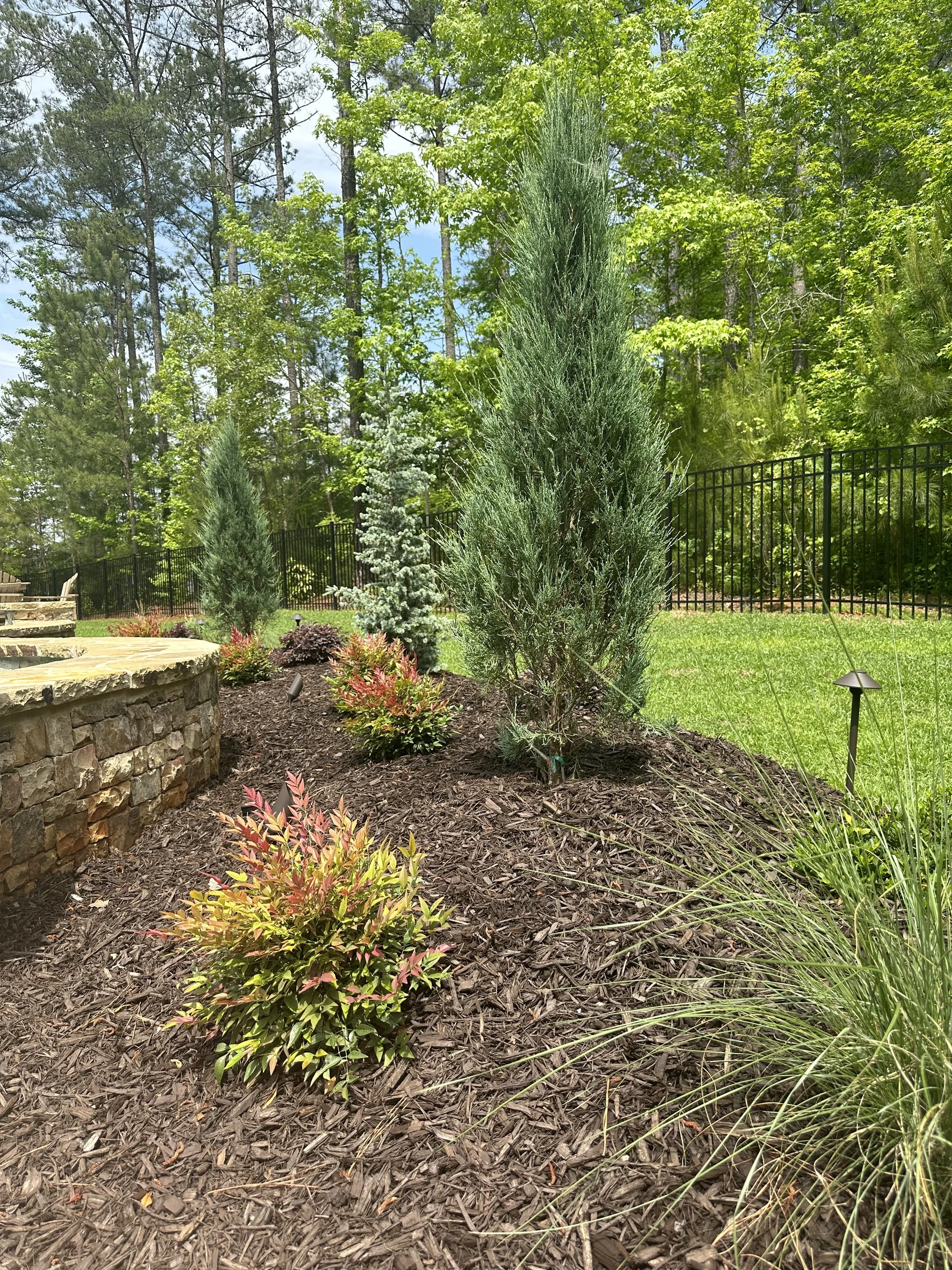 A landscaped garden bed with various shrubs and trees including a tall, narrow evergreen tree, smaller bushes with reddish and green leaves, and ornamental grasses. A stone retaining wall is on the left, and a black metal fence surrounds the yard wit