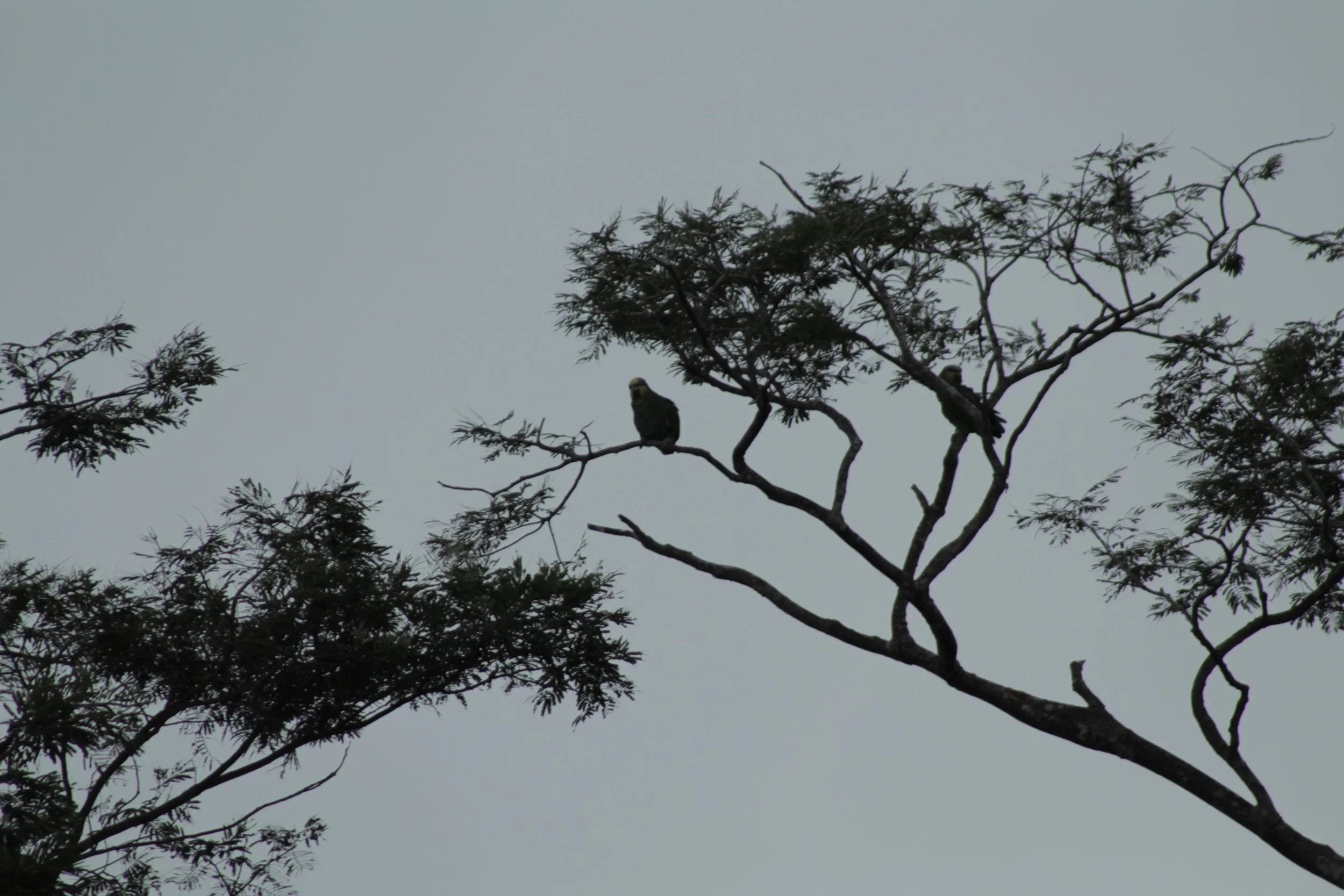 Silhouette of a tree with two birds perched on its branches against a cloudy sky.