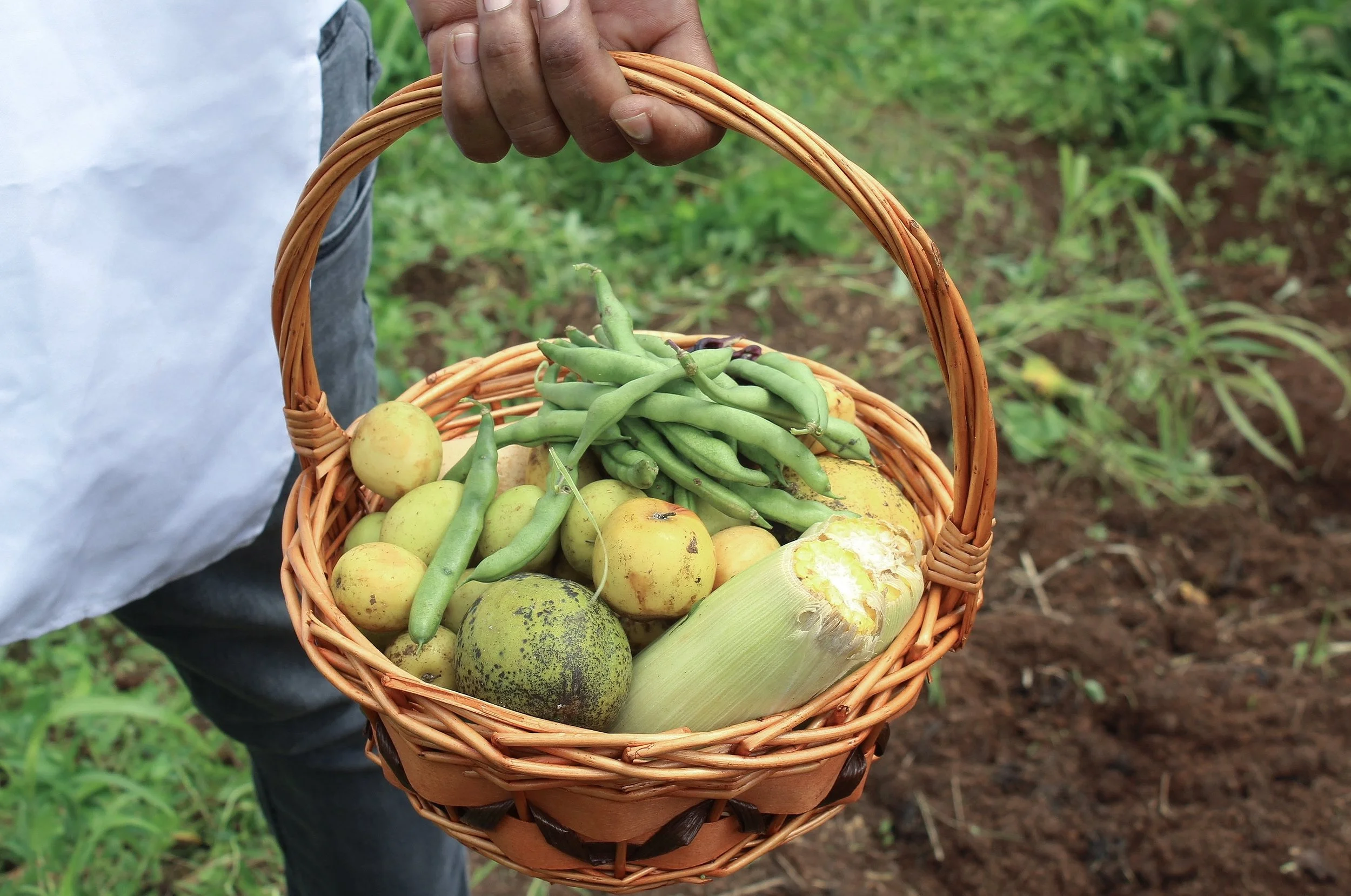 A person holding a basket of freshly picked vegetables, including green beans, yellow tomatoes, an ear of corn, a round green fruit, and a slightly deformed yellow fruit, against a backdrop of garden soil and green plants.