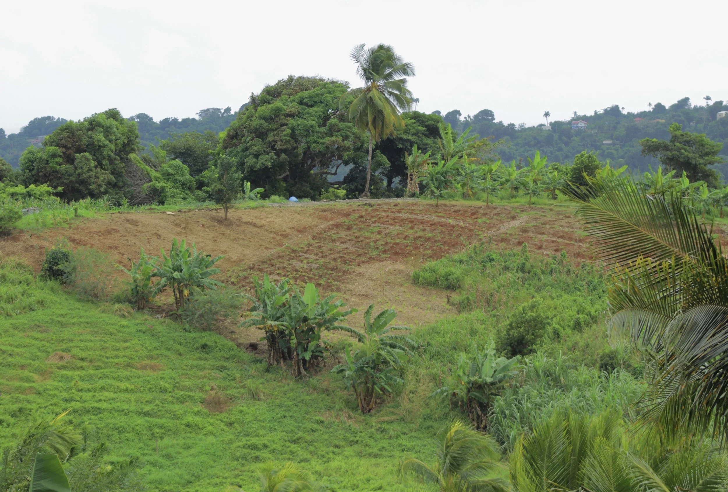 Lush green tropical landscape with banana trees, a pineapple plant, and a palm tree, with a hillside covered in trees and small houses in the background.