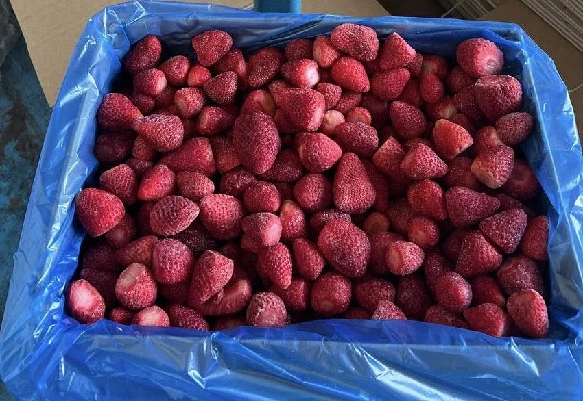 A blue plastic bin filled with fresh strawberries.