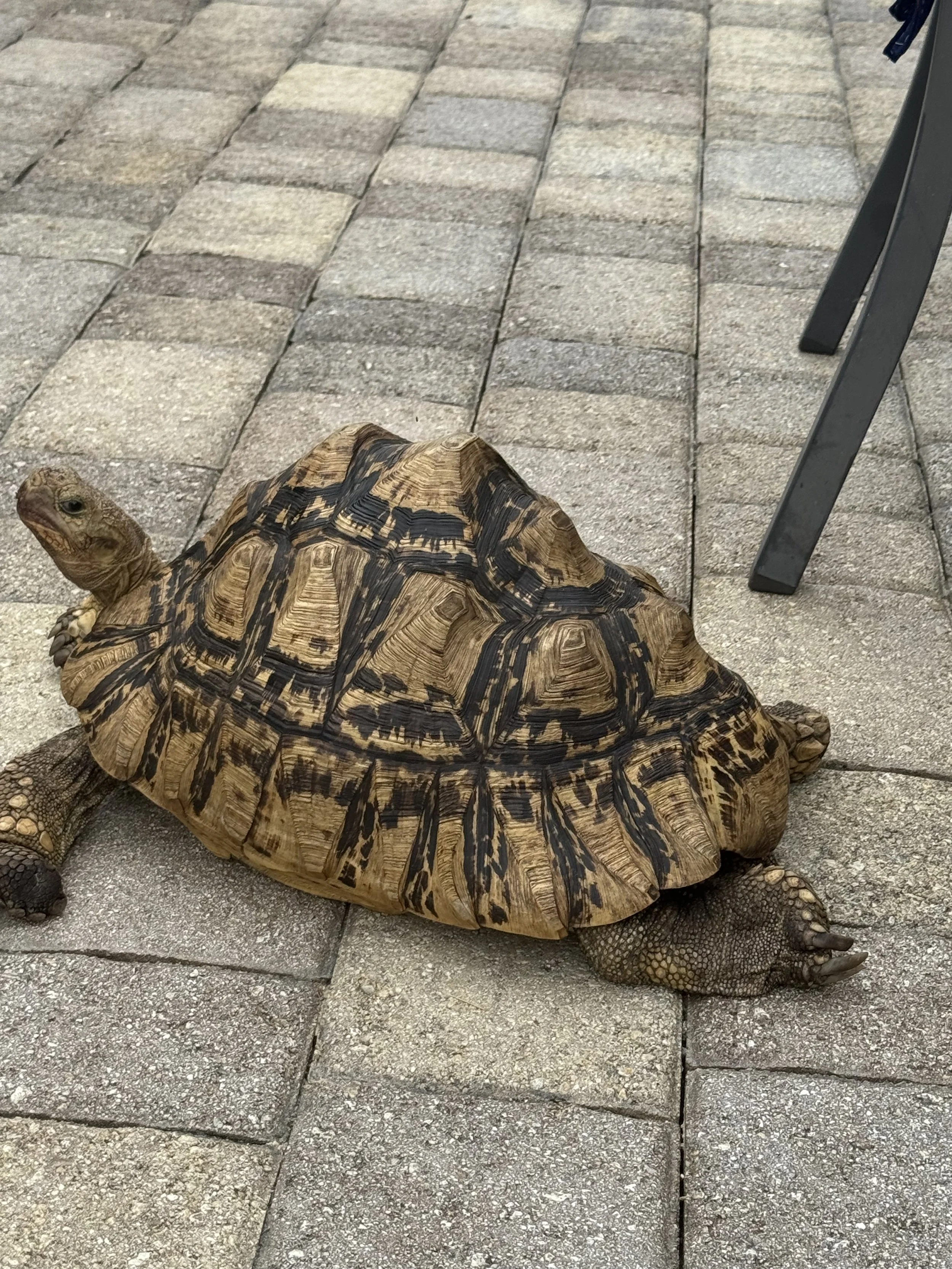 A tortoise walking on a paved surface next to outdoor furniture.