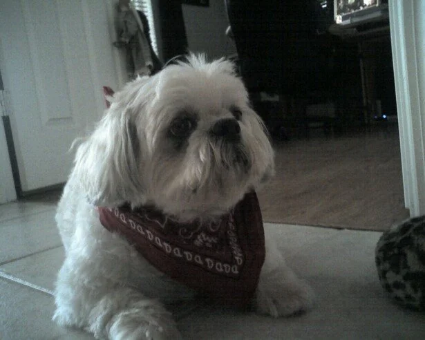 A small, fluffy dog with white fur and dark eyes, wearing a red bandana, sitting on a tiled floor indoors.