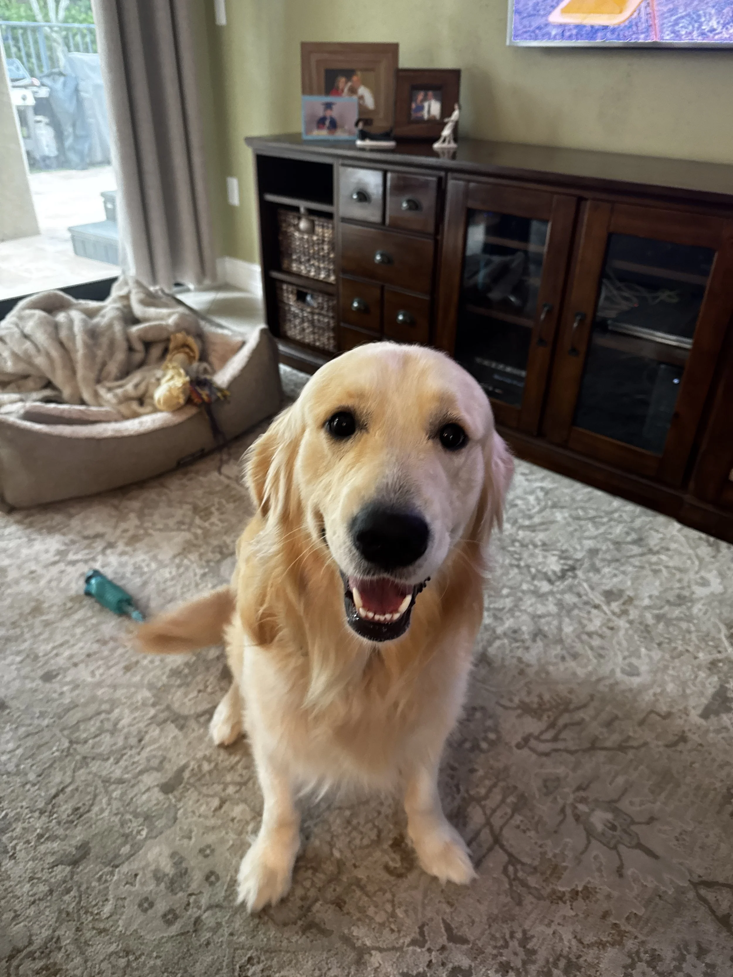 A happy golden retriever dog sitting on a beige patterned carpet inside a living room, looking at the camera with a slightly open mouth and bright eyes.
