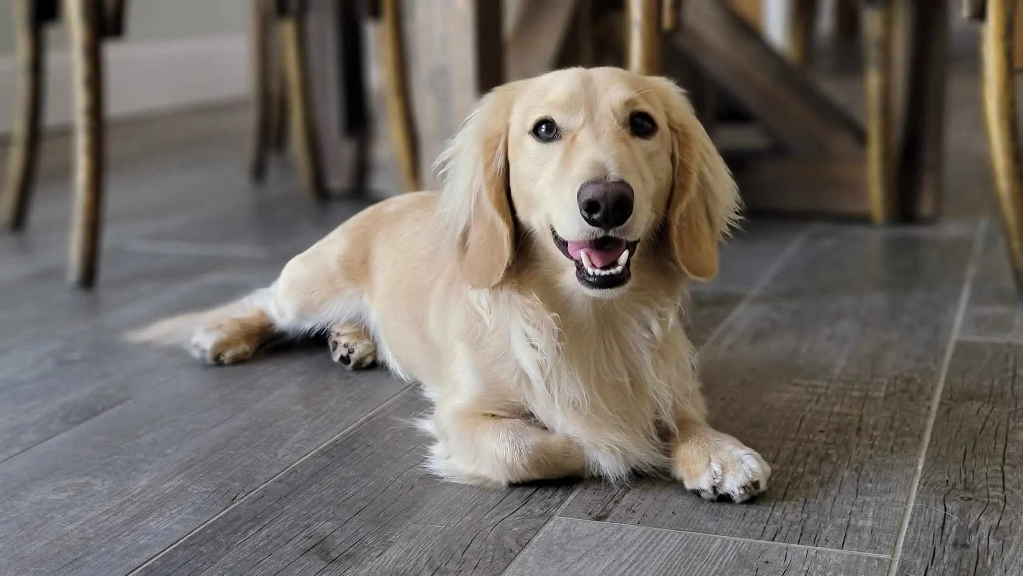 A happy golden retriever lieing on a wooden floor indoors with chairs in the background.