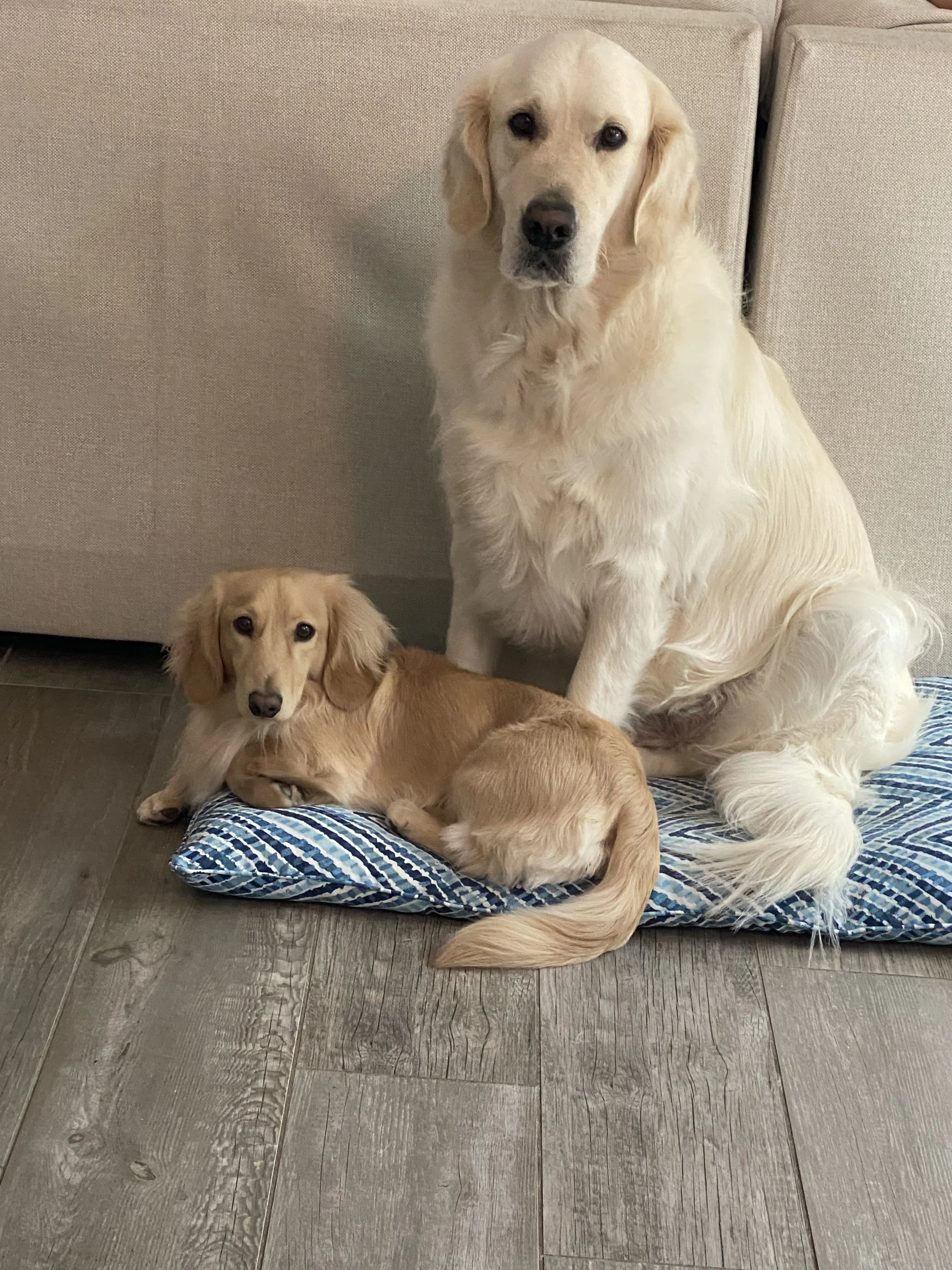 A large cream-colored Golden Retriever sitting on a blue patterned dog bed with two smaller golden-colored long-haired Dachshunds lying on the bed beside it, in a room with gray wooden flooring and a beige upholstered sofa in the background.
