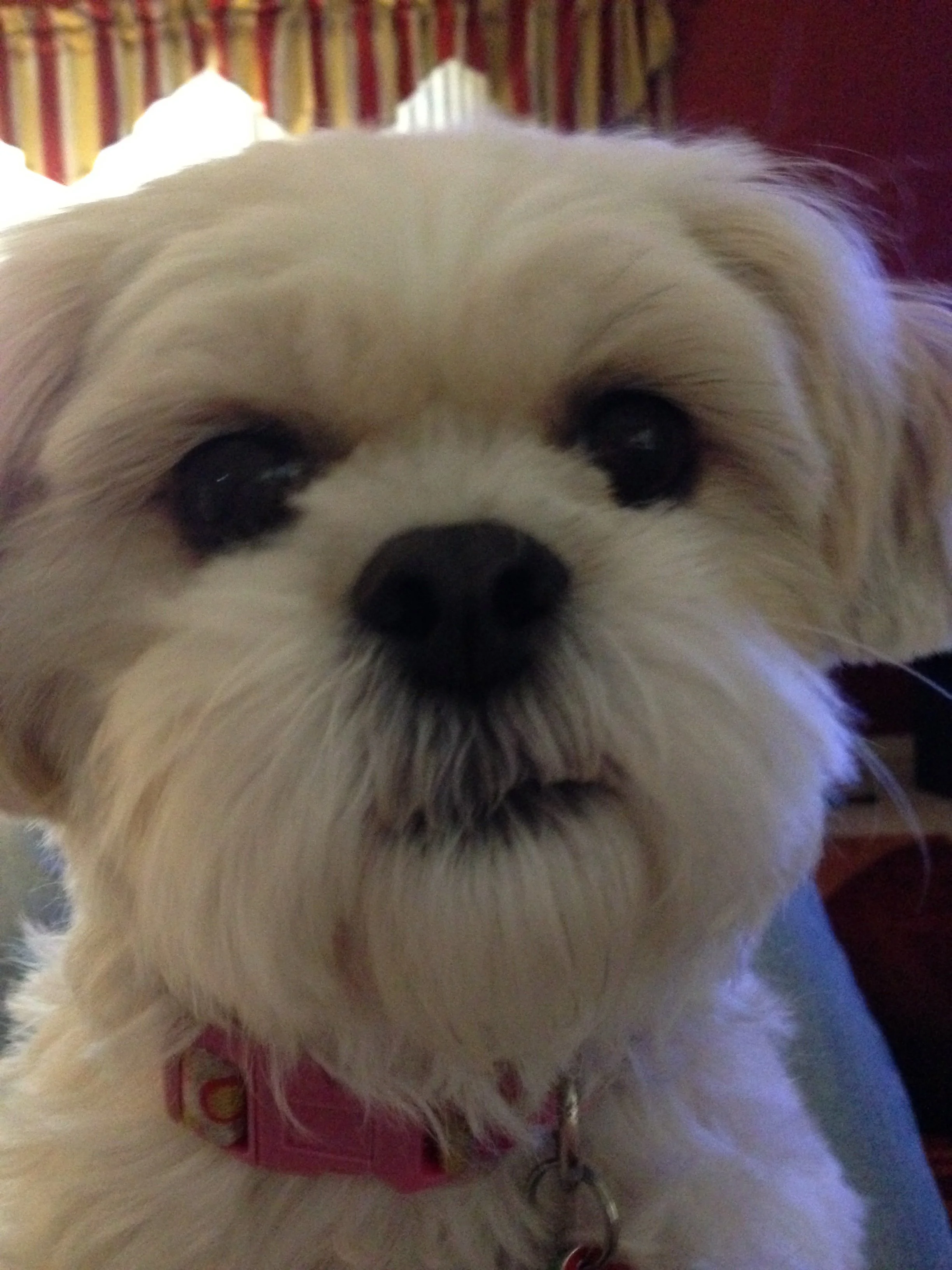 Close-up of a small, fluffy white dog with a pink collar, looking directly at the camera.