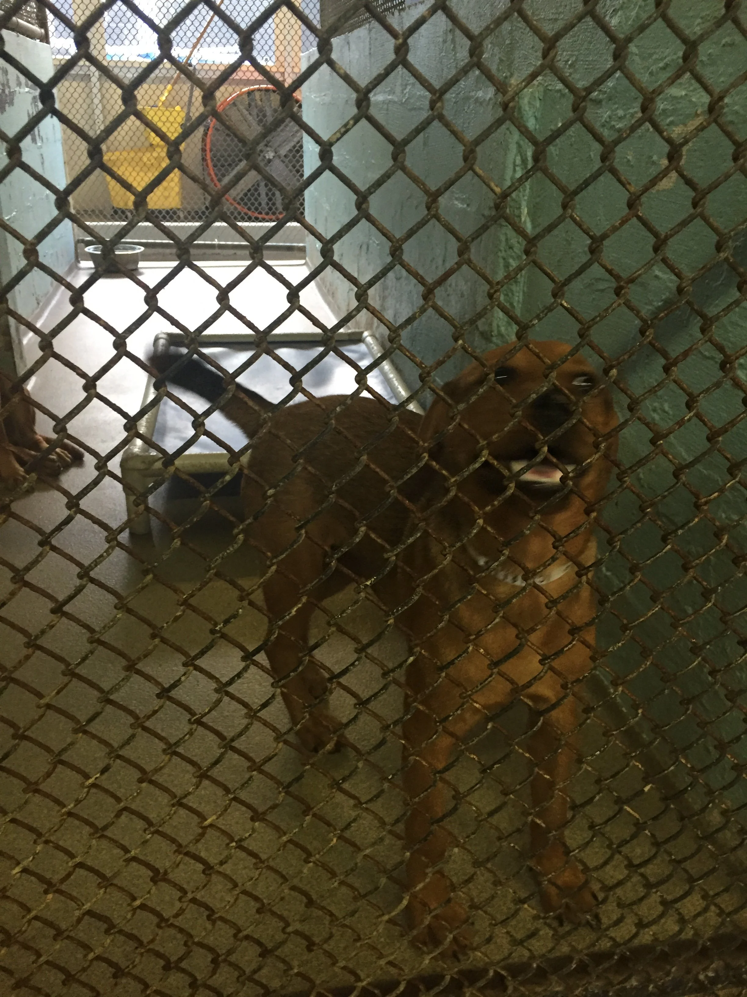 A brown dog inside a kennel behind a metal chain-link fence, with a concrete floor and green painted wall.