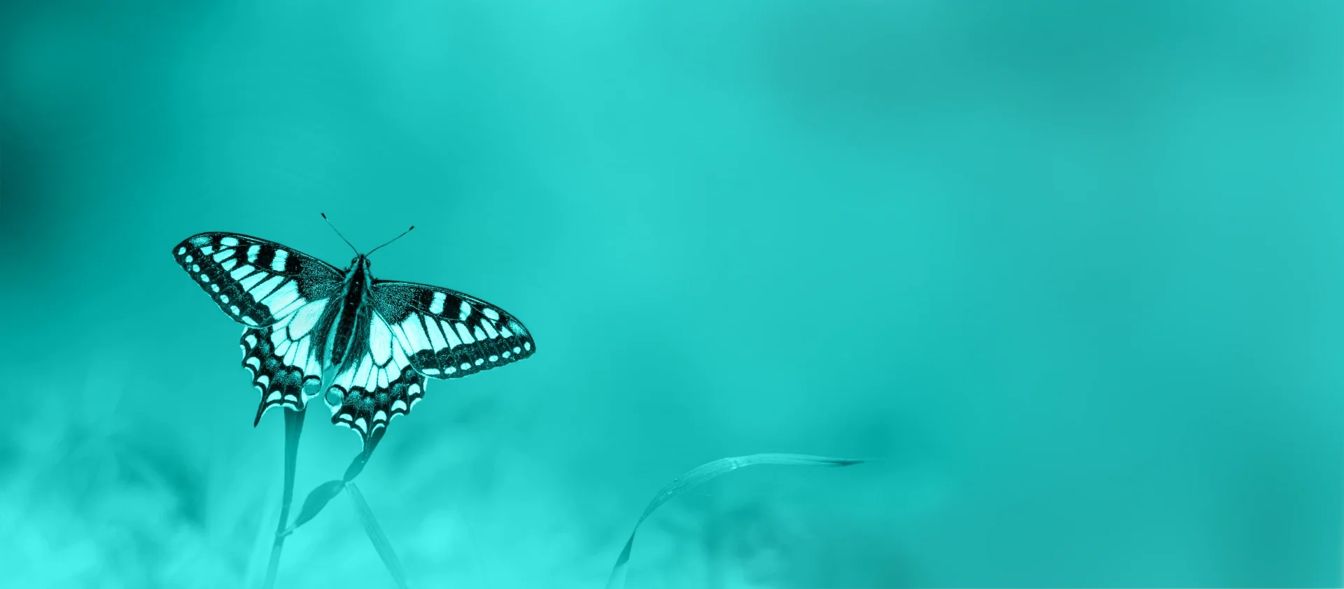 Butterfly, top view, symbolising transformation and self-love.