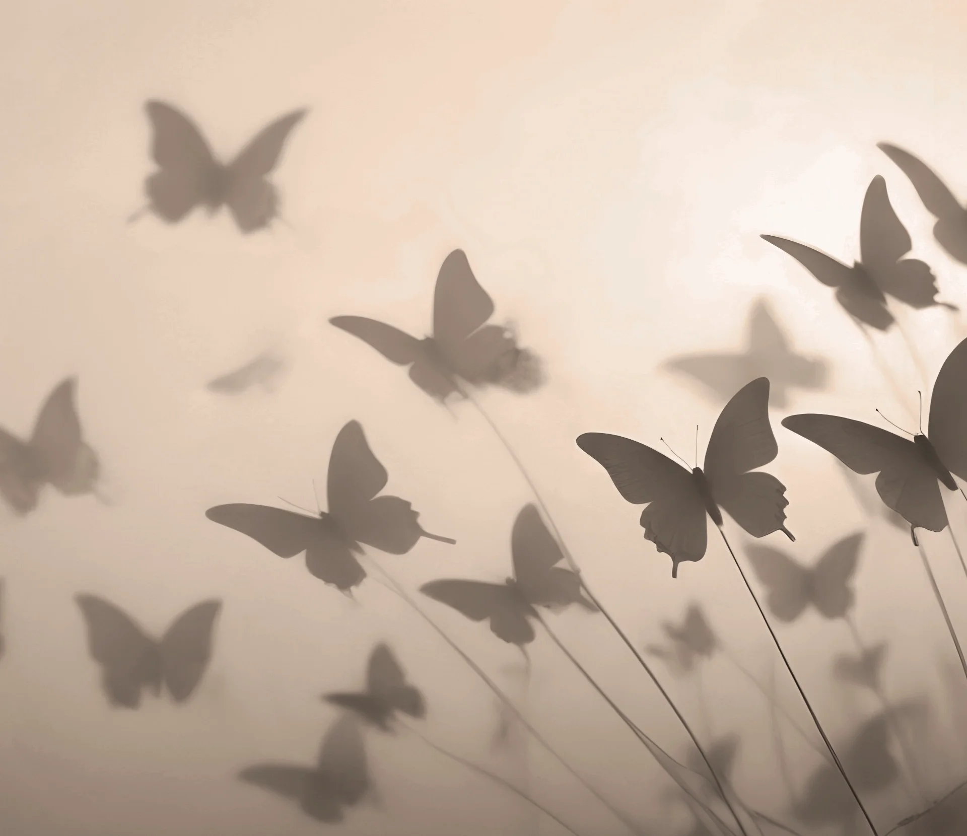 Shadow of paper butterflies on a light-colored wall.