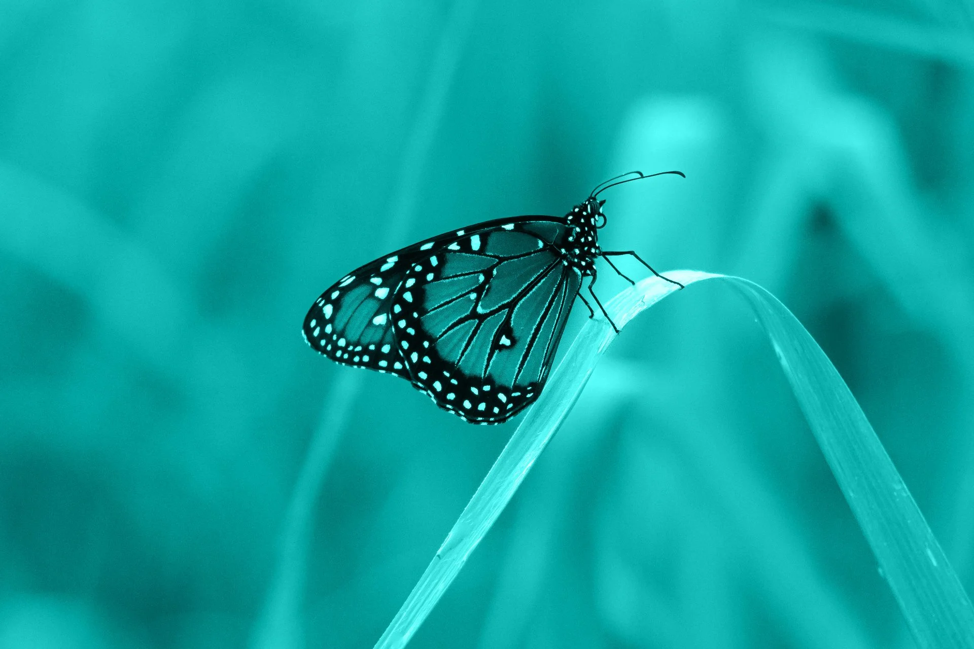 A monarch butterfly perched on a curved leaf, with a teal background.