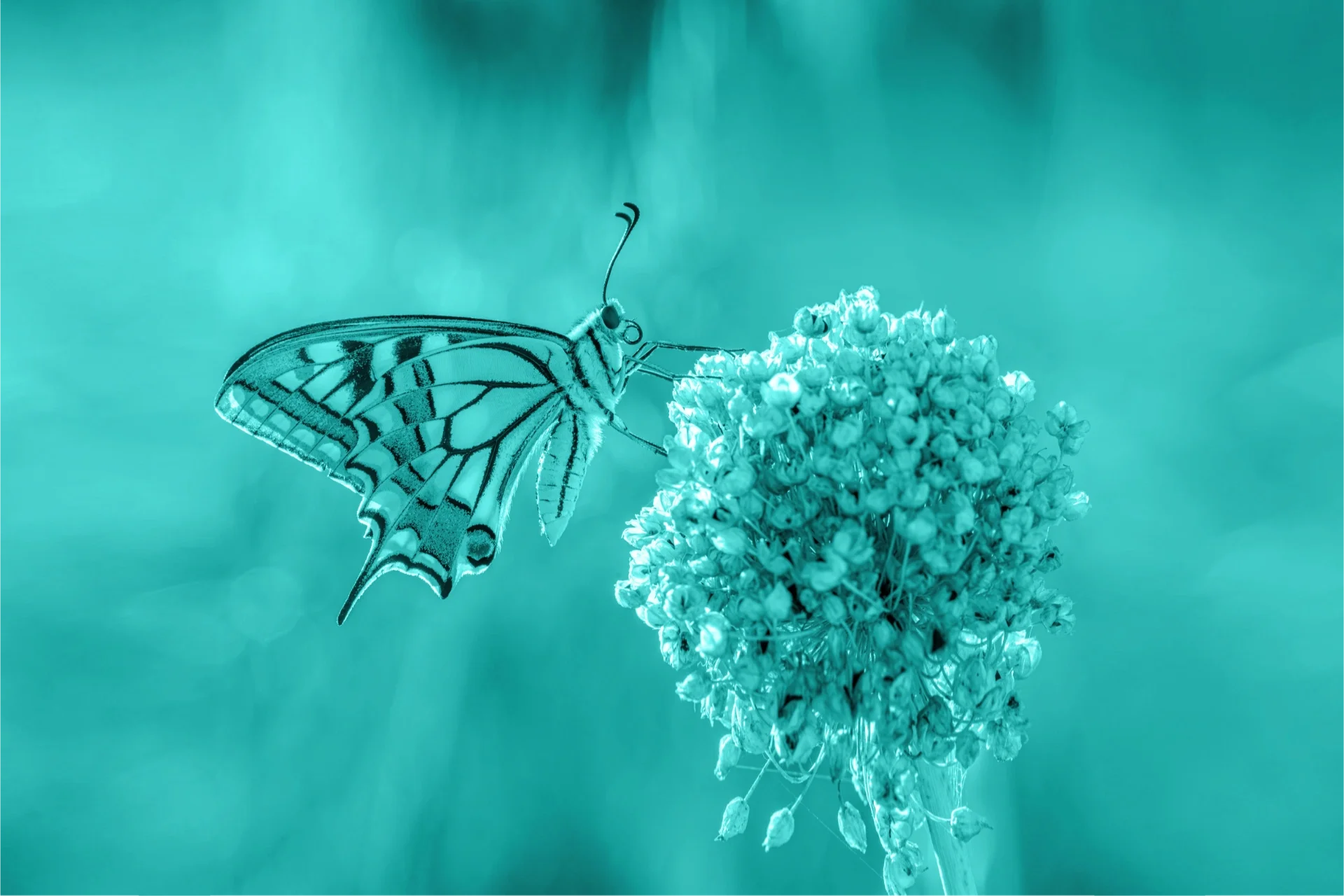A butterfly with black and white wing patterns on a pale blue background, perched on a round cluster of white flowers.