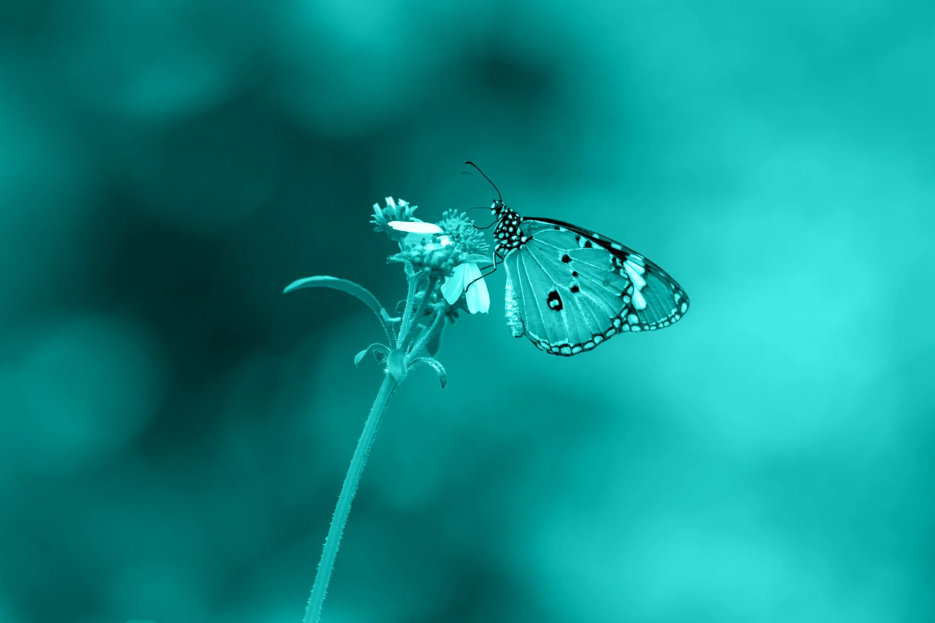 A butterfly perched on a flower with a blurred green background.