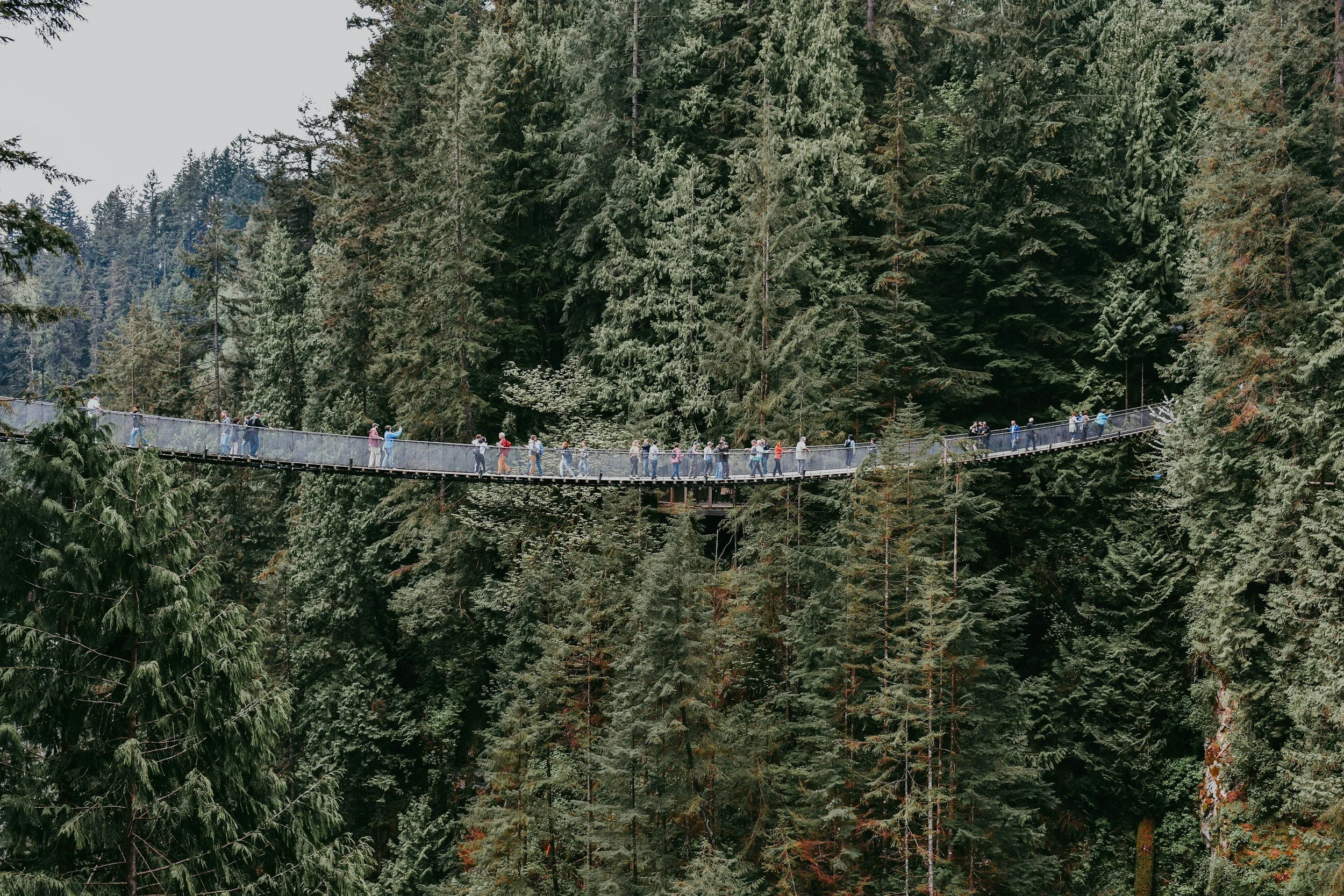 A long suspension bridge with people walking across it, set against a dense forest of tall evergreen trees.