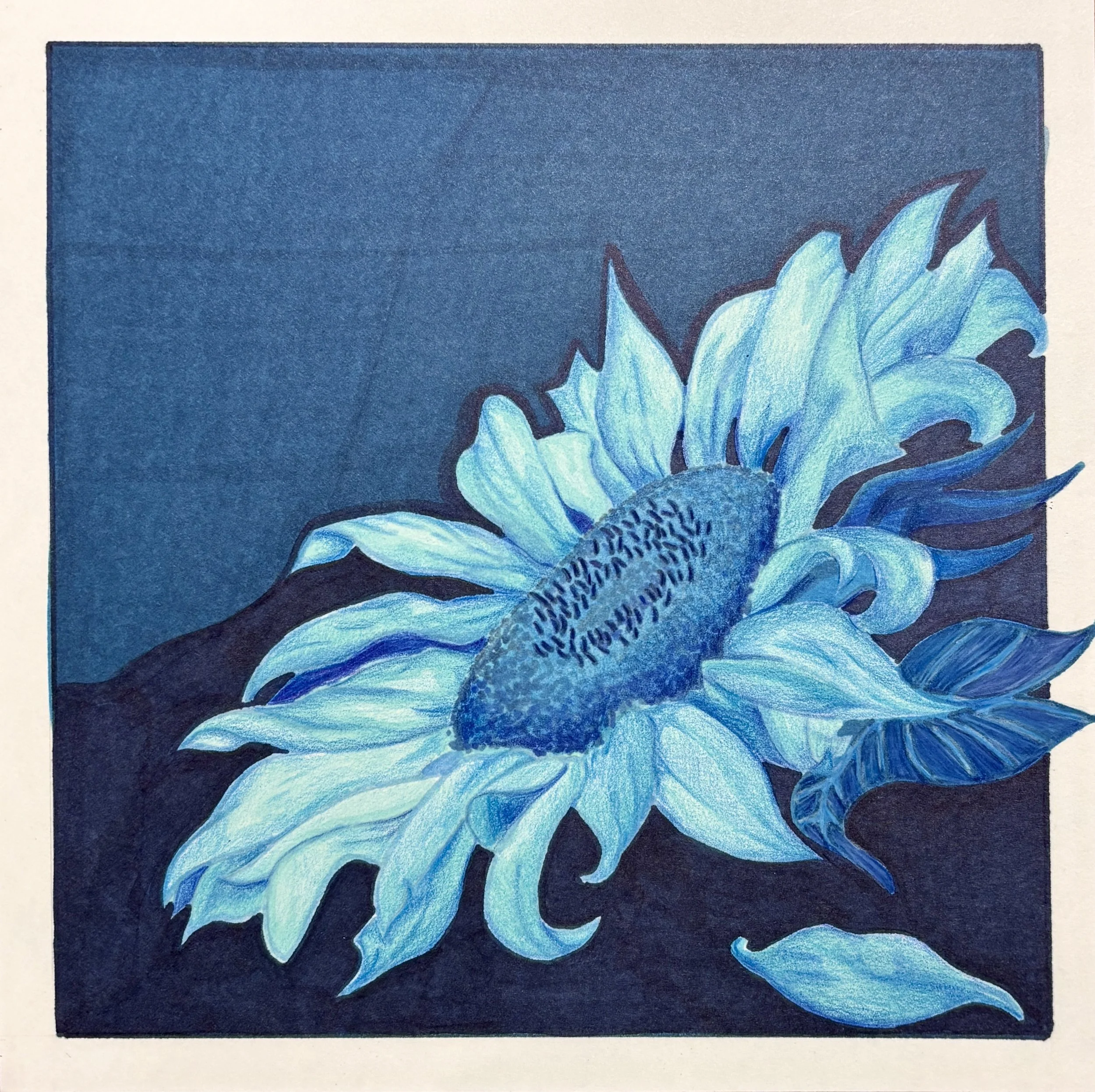 Sunflower Studies - Blue