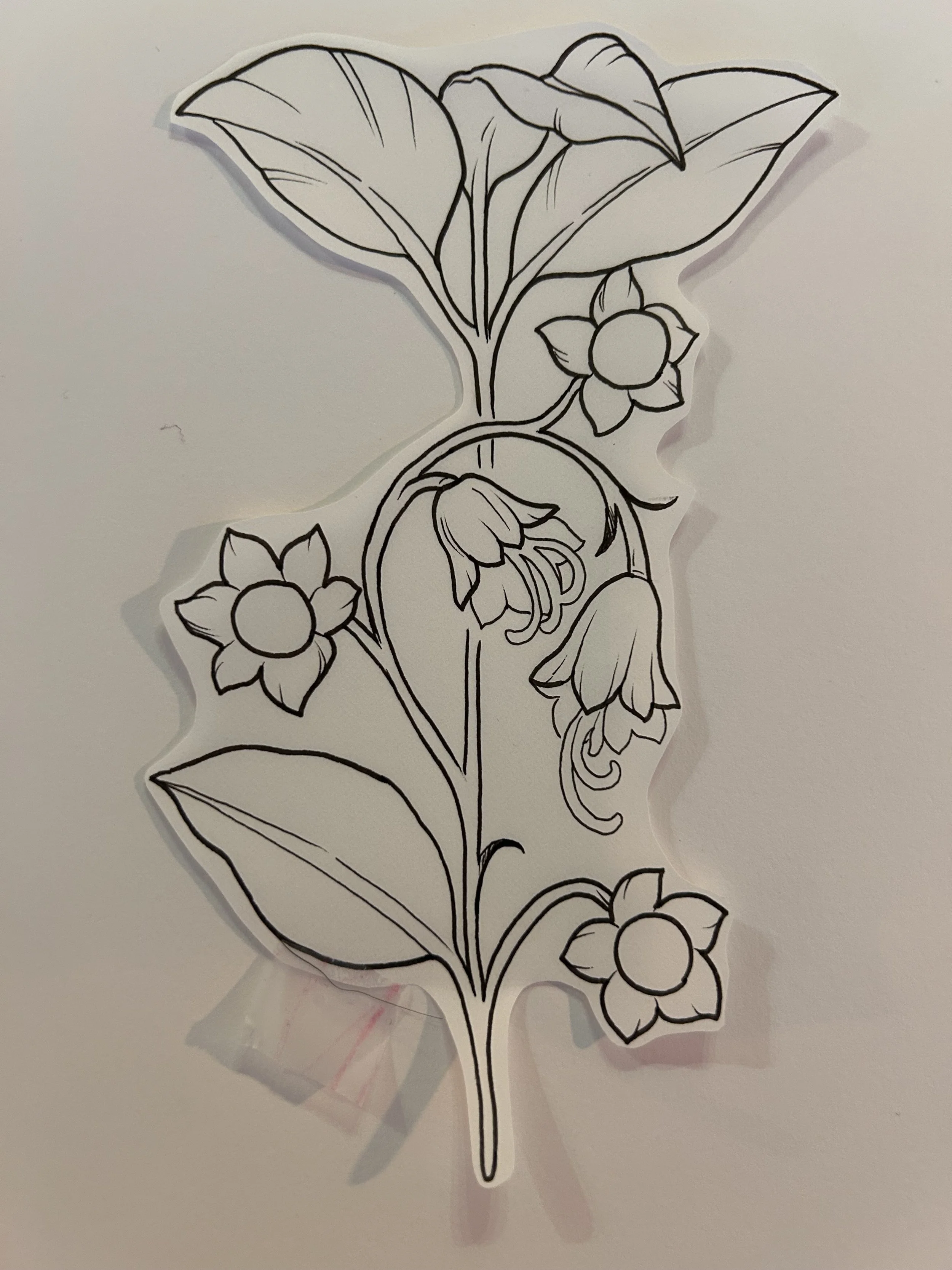 Belladonna