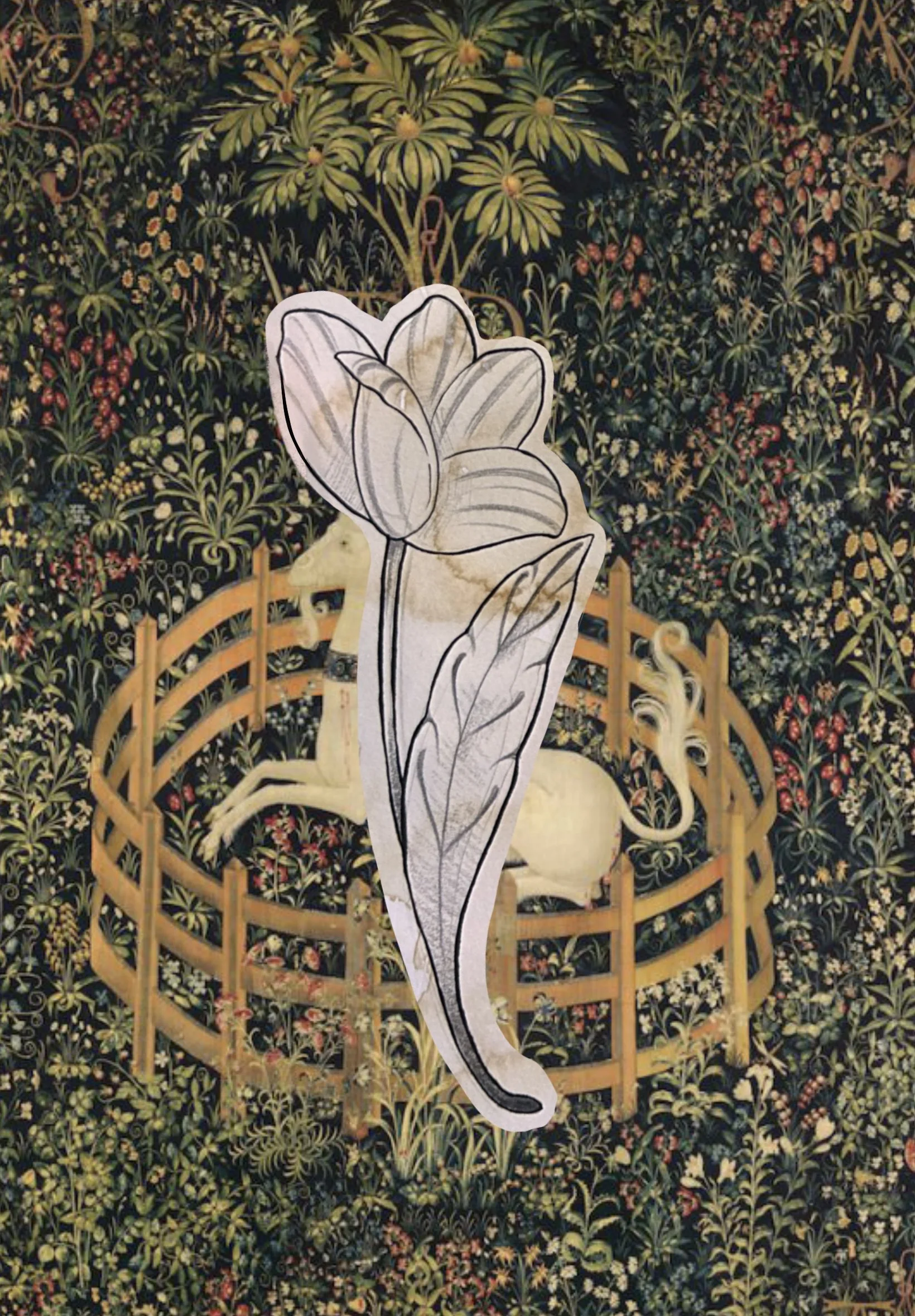 Tulip