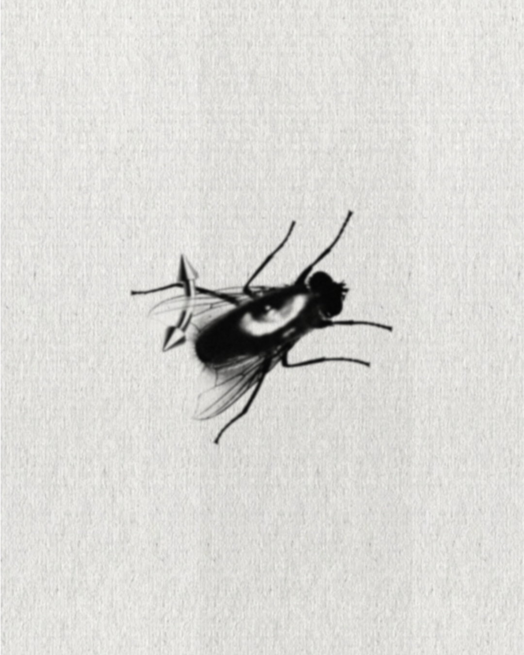 Fly