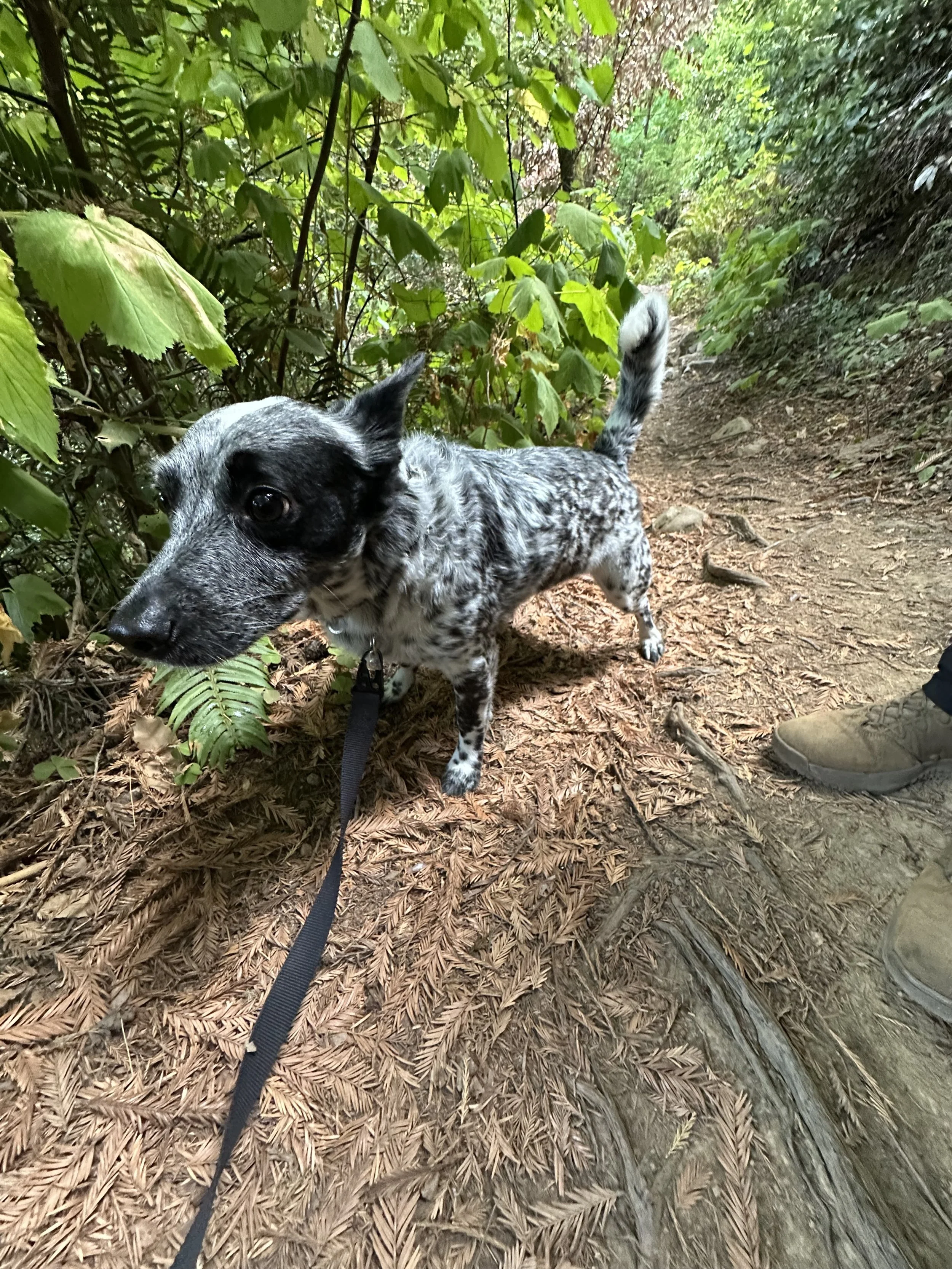 A small black and white dog standing on a dirt trail surrounded by green foliage, with a person's beige shoes visible on the right side.