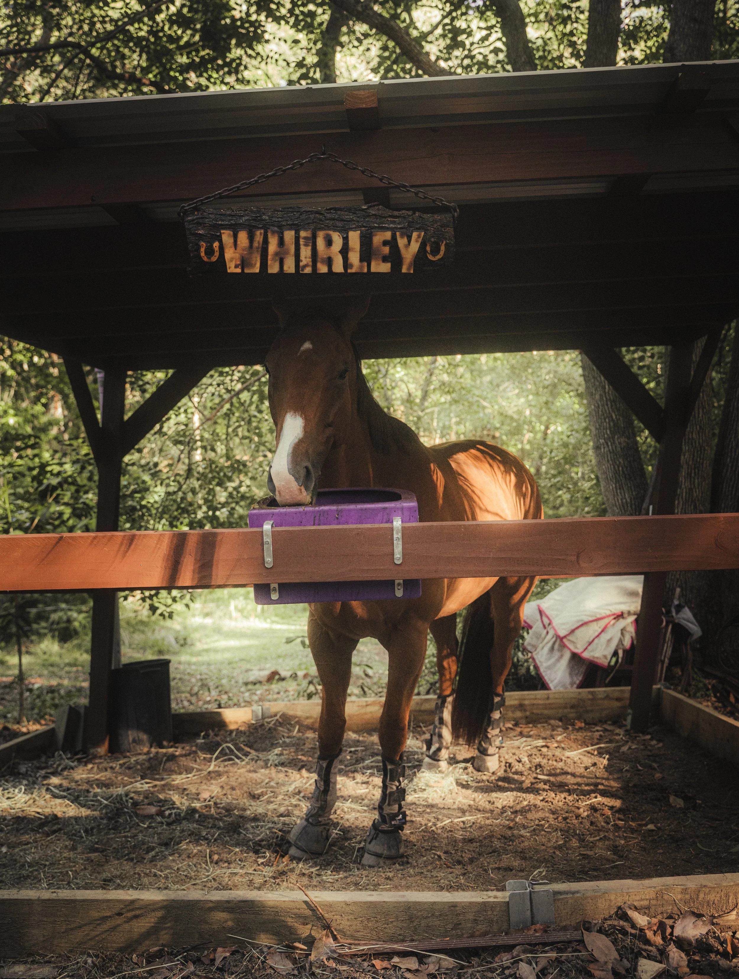 A brown horse with a white stripe on its face is standing in a small wooden shelter, eating from a purple trough. The shelter has a sign that says 'WHELEY' hanging above the horse, and the ground inside is dirt with some hay and leaves. Trees are vis