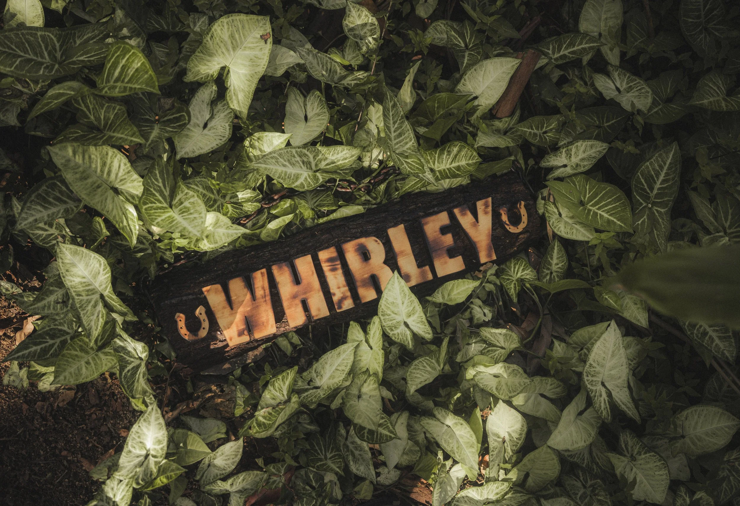 Wooden sign with the word 'UHHIRLEYO' surrounded by green ivy leaves.