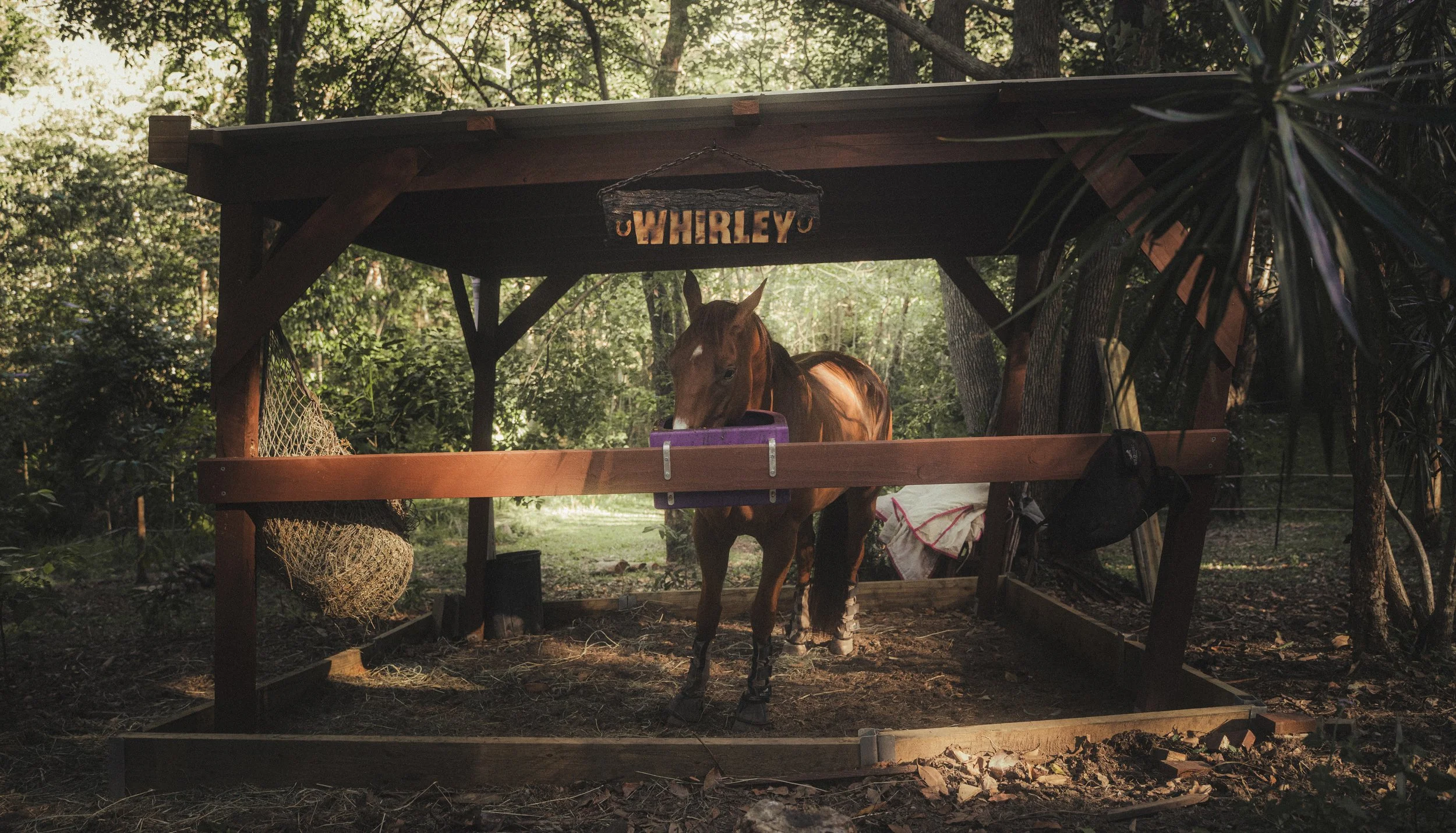 A horse stands inside a wooden shelter with a sign that reads 'WHIRLEY'. The shelter is in a wooded area with trees and greenery surrounding it.