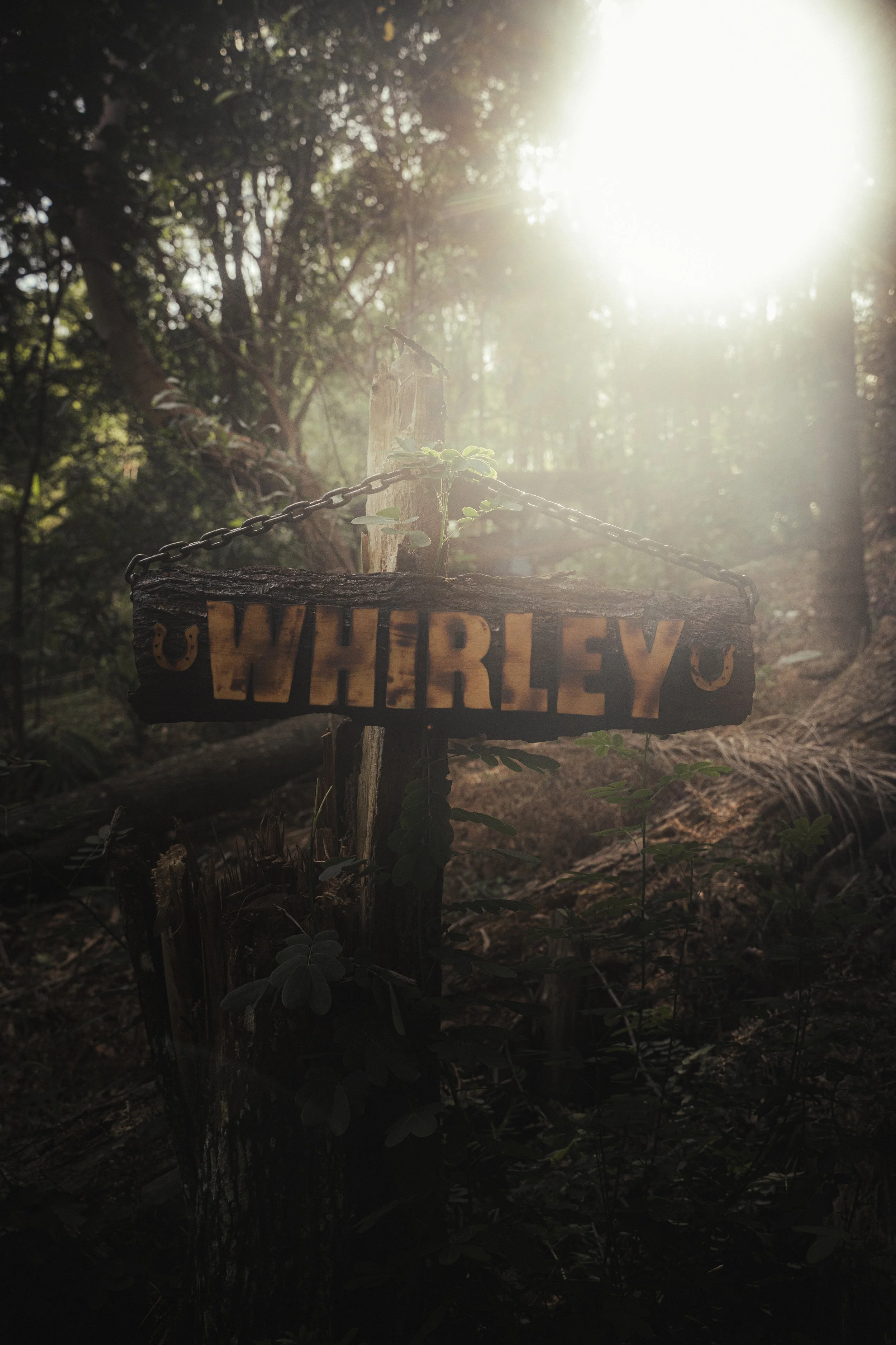 Wooden sign with the name "WHRLEY" hanging on a chain in a forest, illuminated by sunlight.