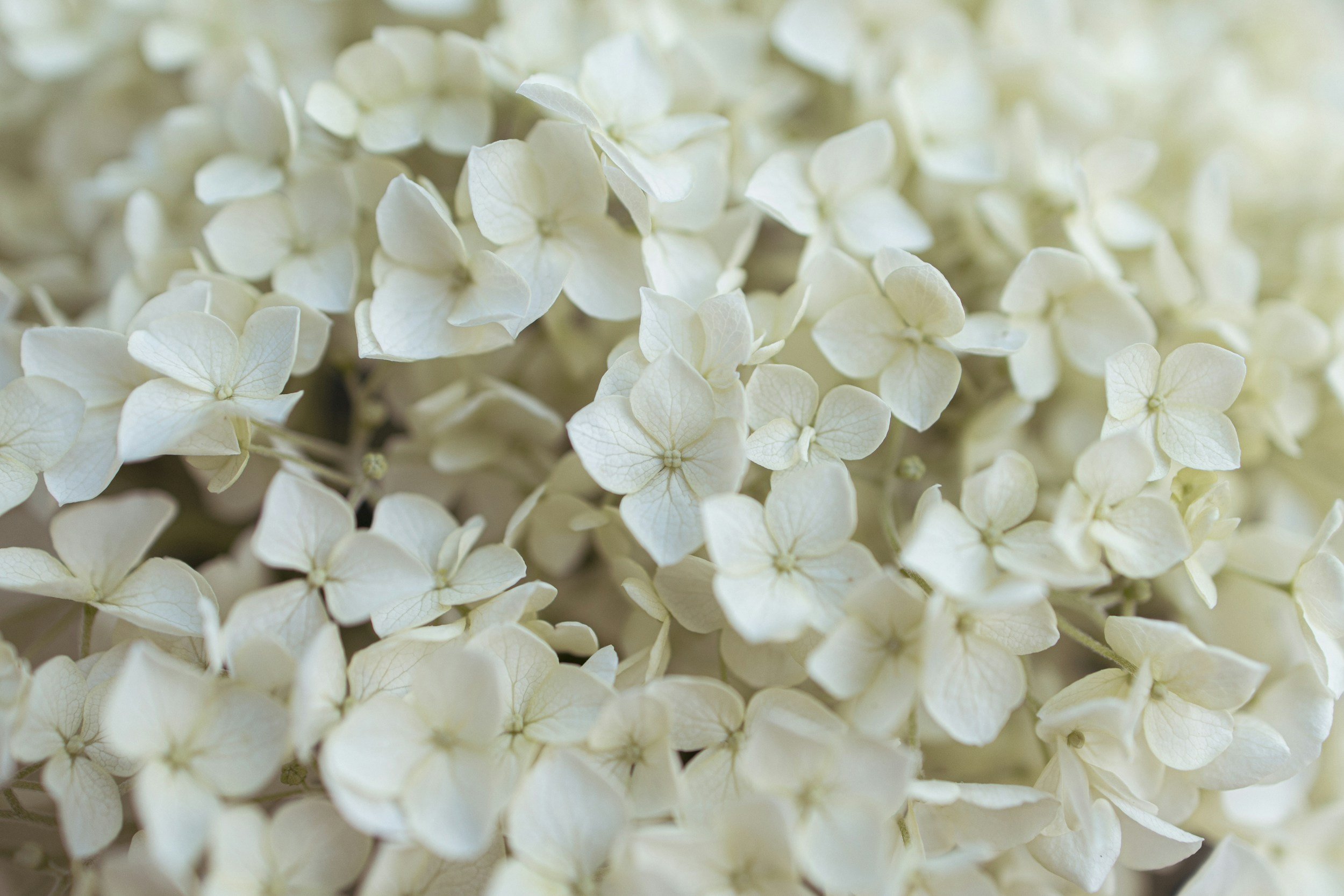 Close-up of white hydrangea flowers