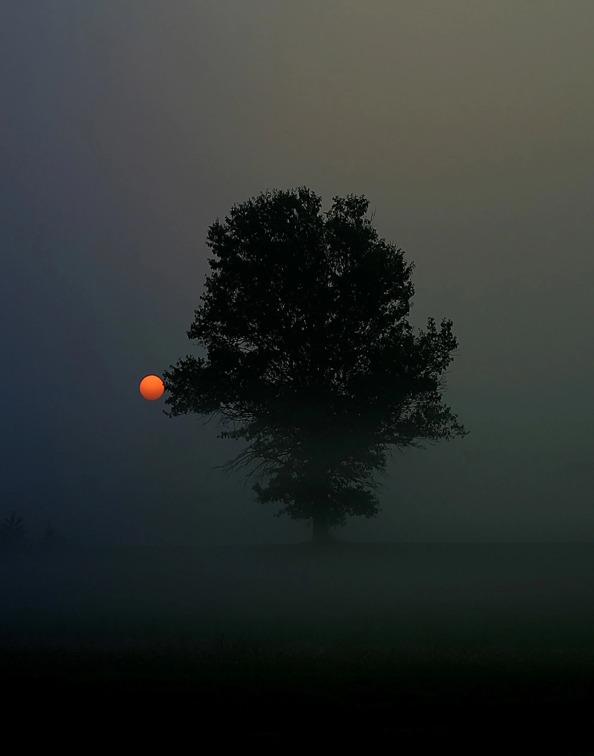 Misty Tree