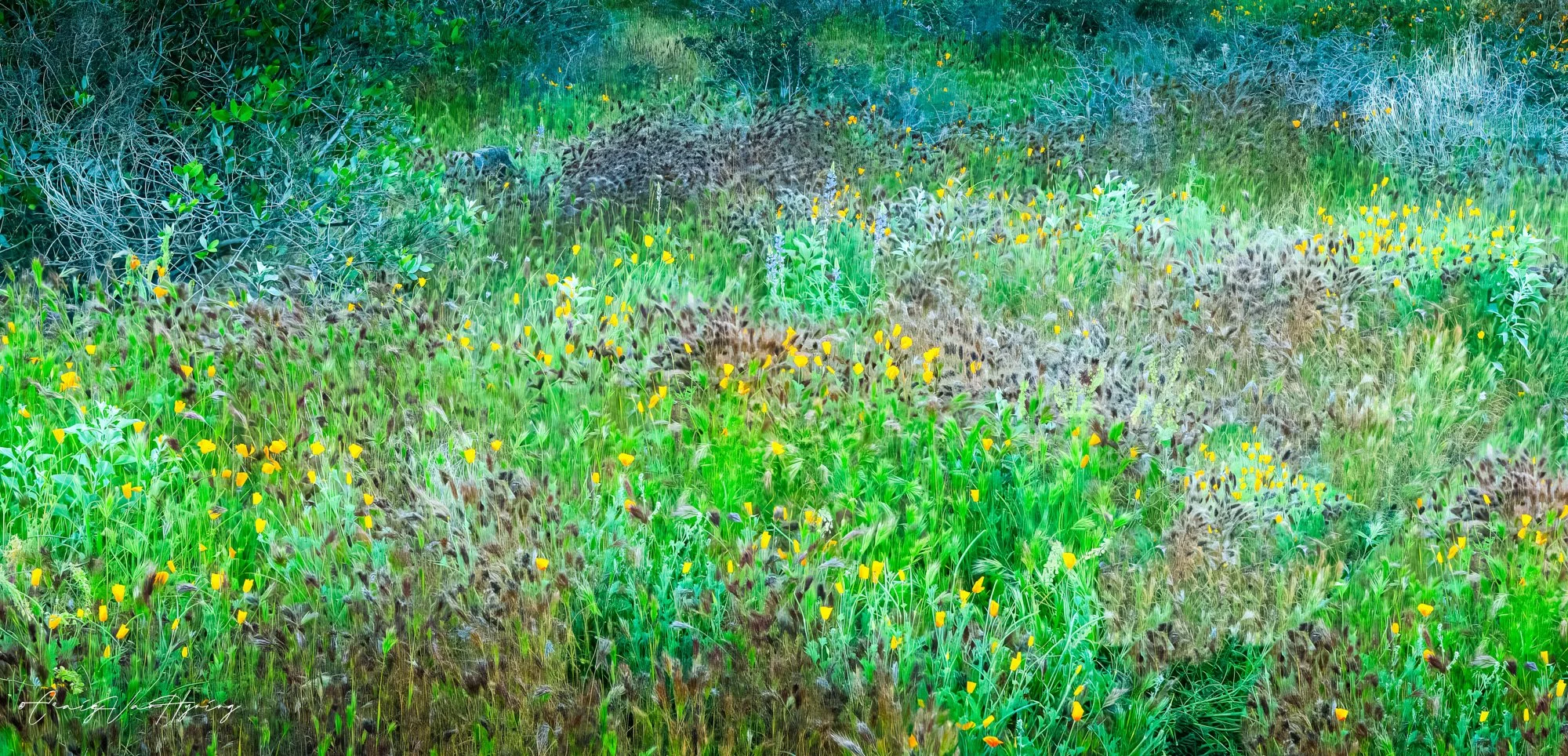 Wildflower Meadow