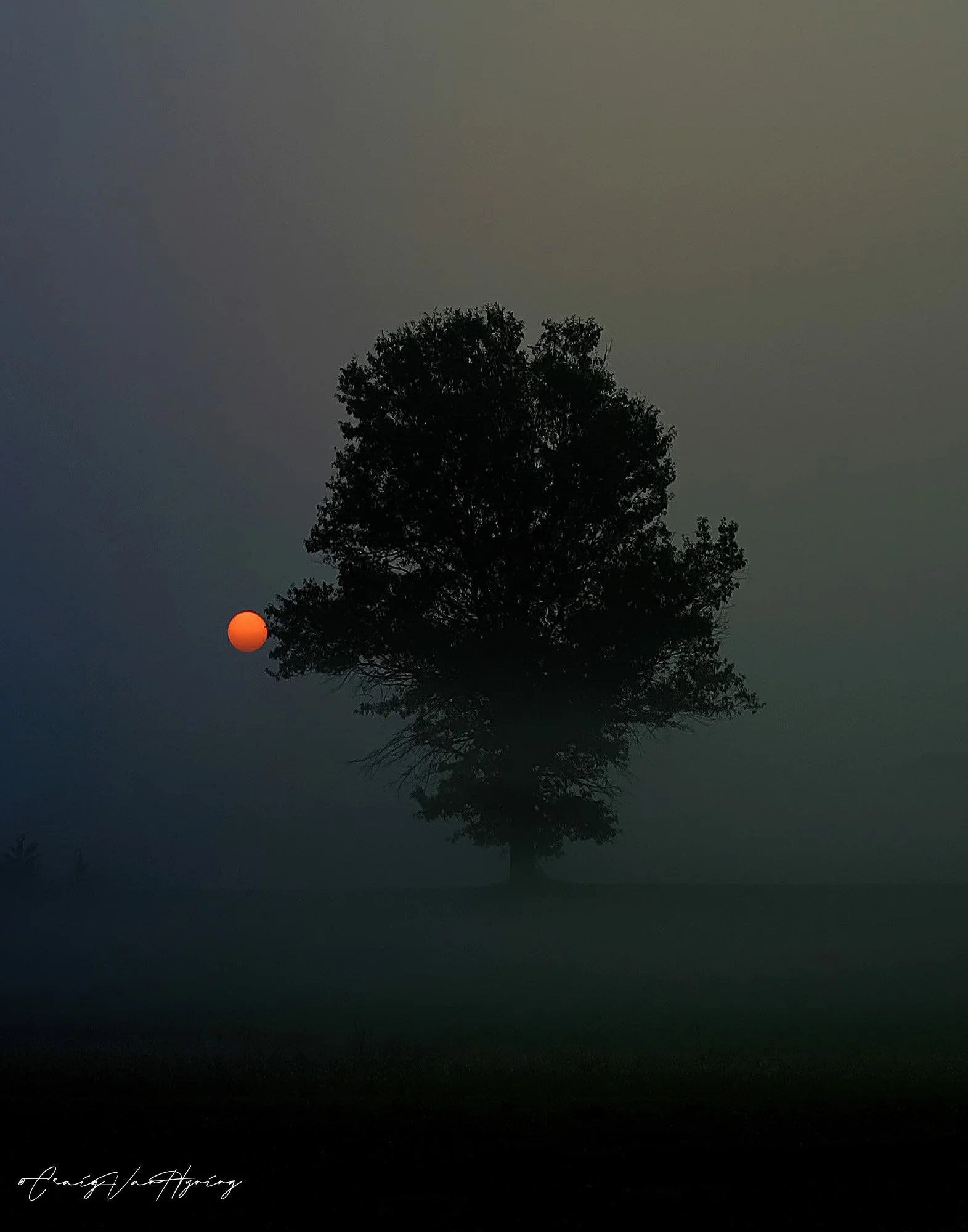 Misty Tree