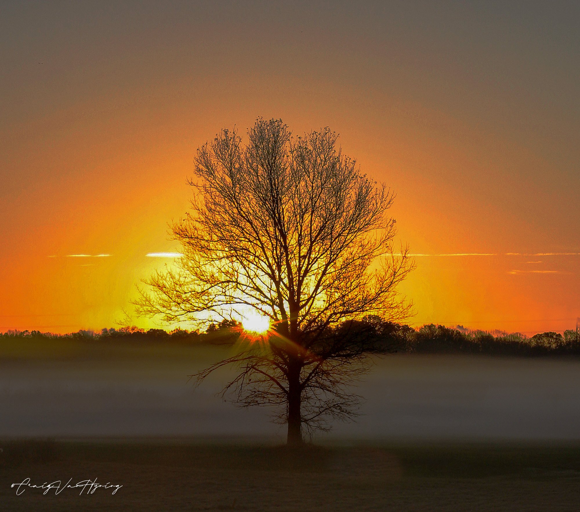 Silhouetted tree against a vibrant orange and yellow sunset sky over a distant treeline.
