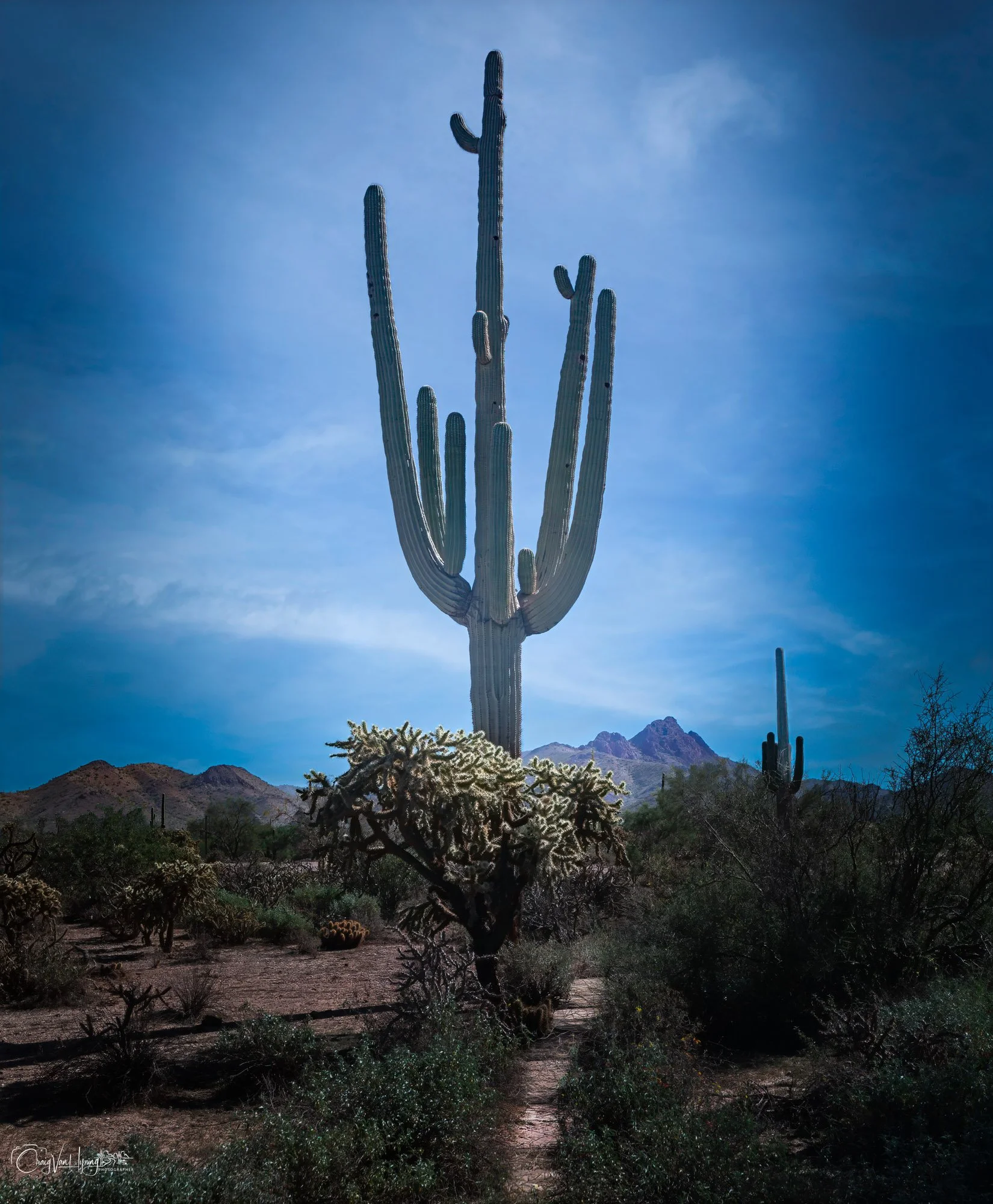 Saguaro One
