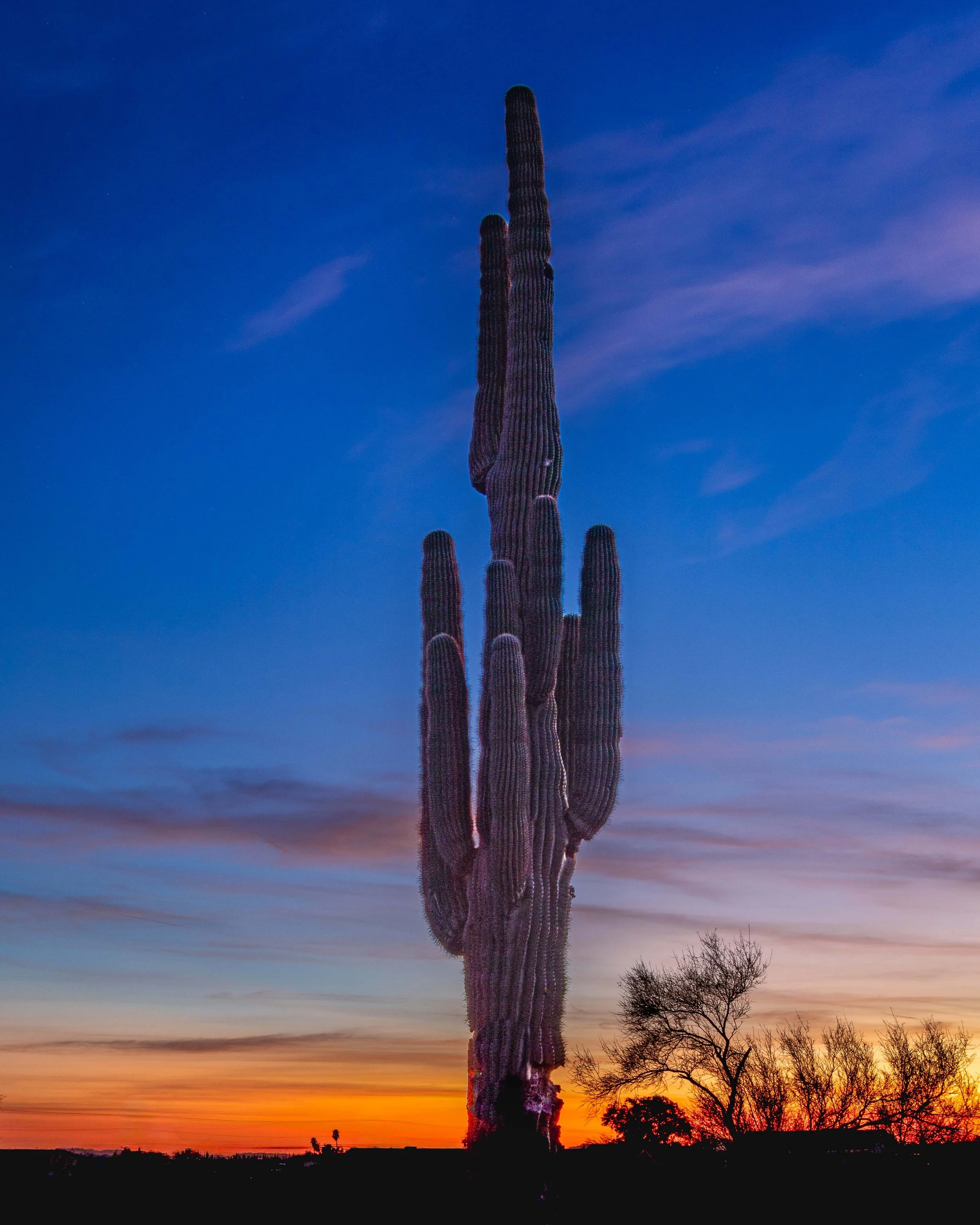 SuperstitionCactus.jpg