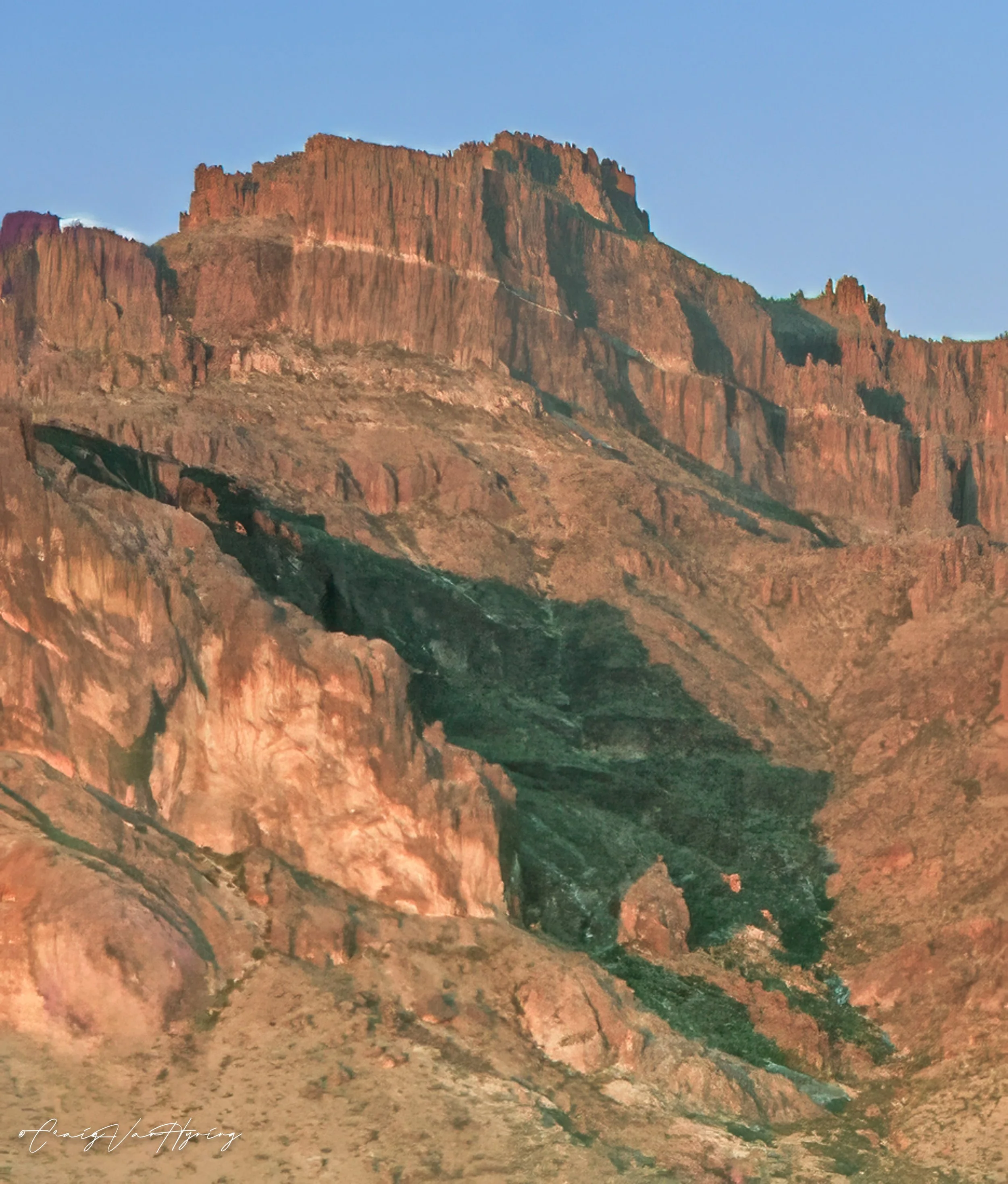 Cougar in the Spring