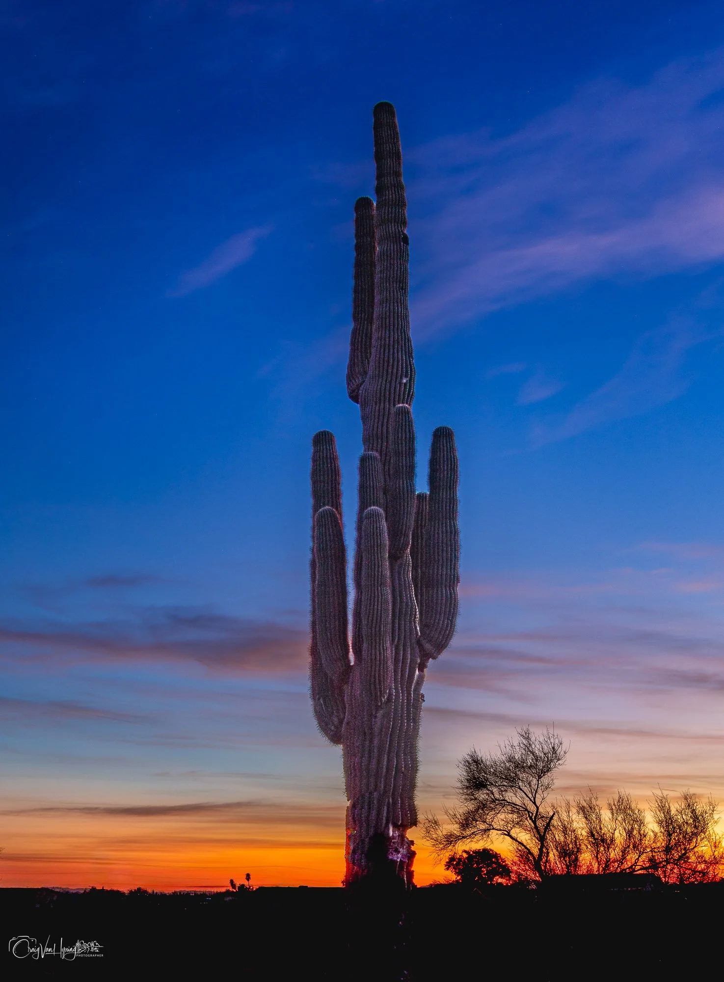 SuperstitionCactus-160-01.jpg