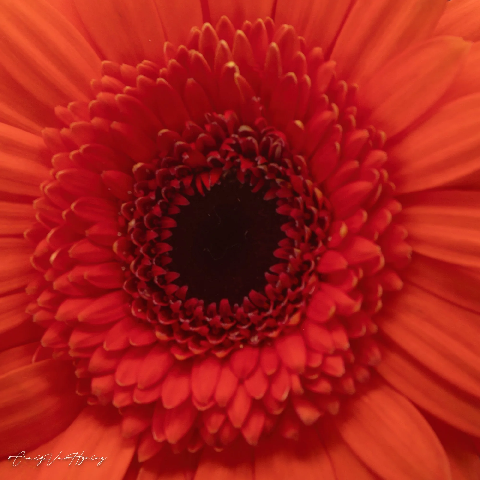 BrightOrange-2.jpg