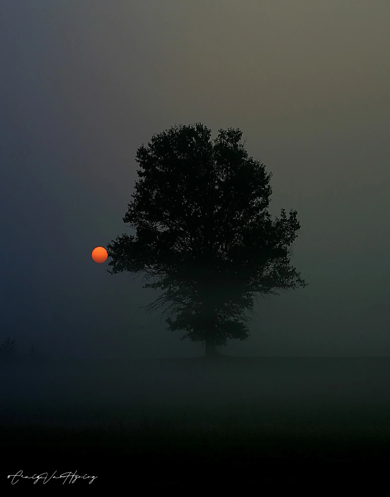 Misty Tree