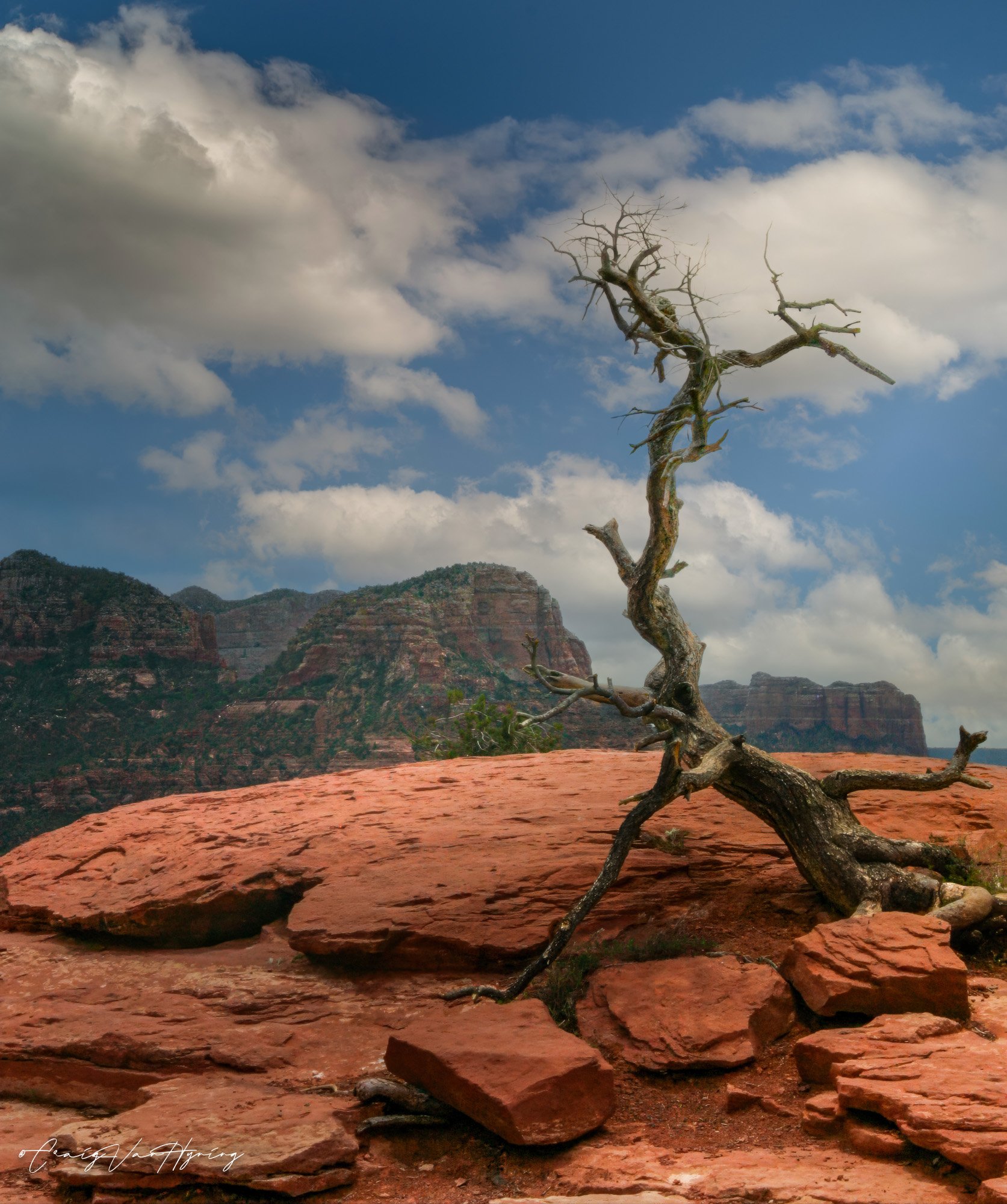Sedona Juniper-2.jpg