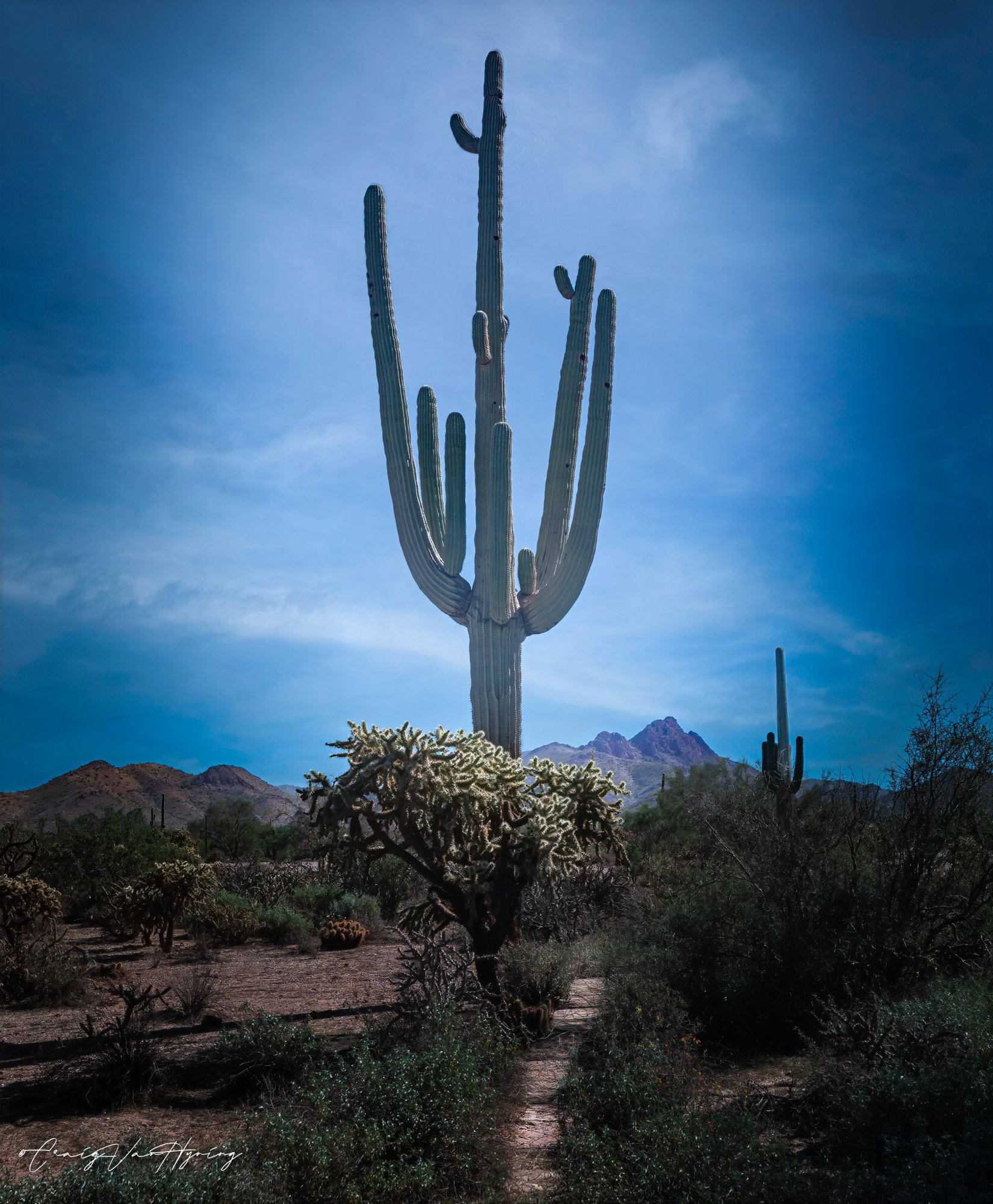 Saguaro One.jpg