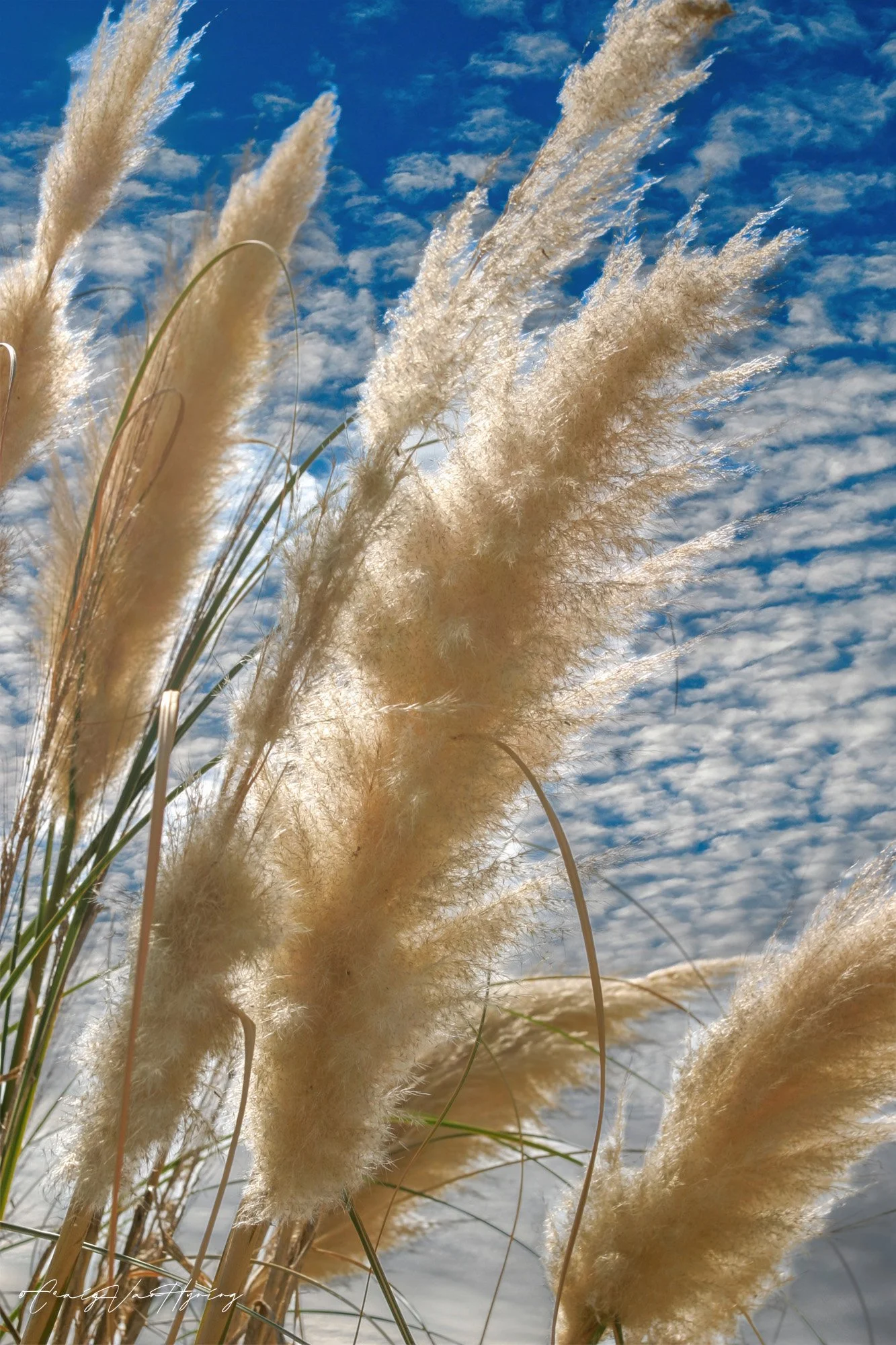 CapeMayGrass-2.jpg