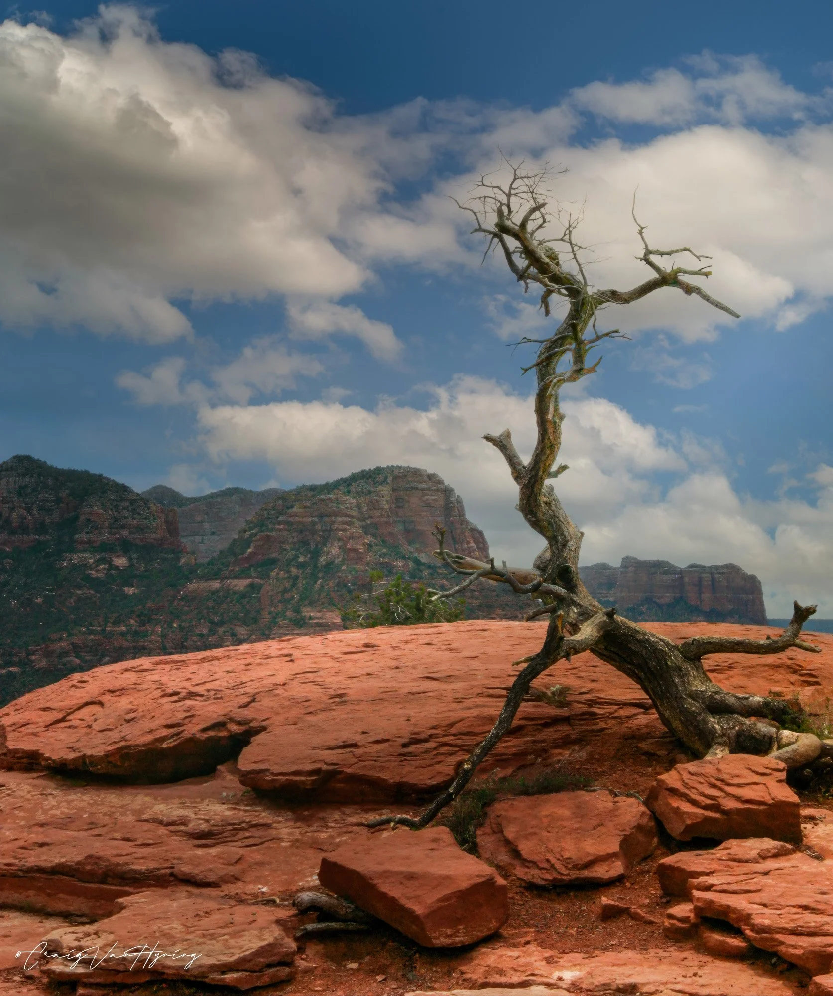 Sedona Juniper-2.jpg