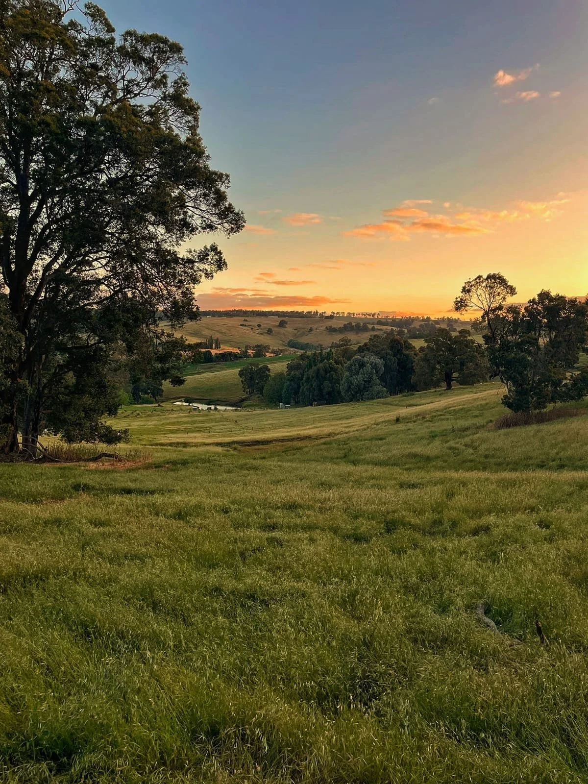 A scenic landscape of rolling green hills at sunset, with trees scattered throughout and a partly cloudy sky with orange and pink hues.