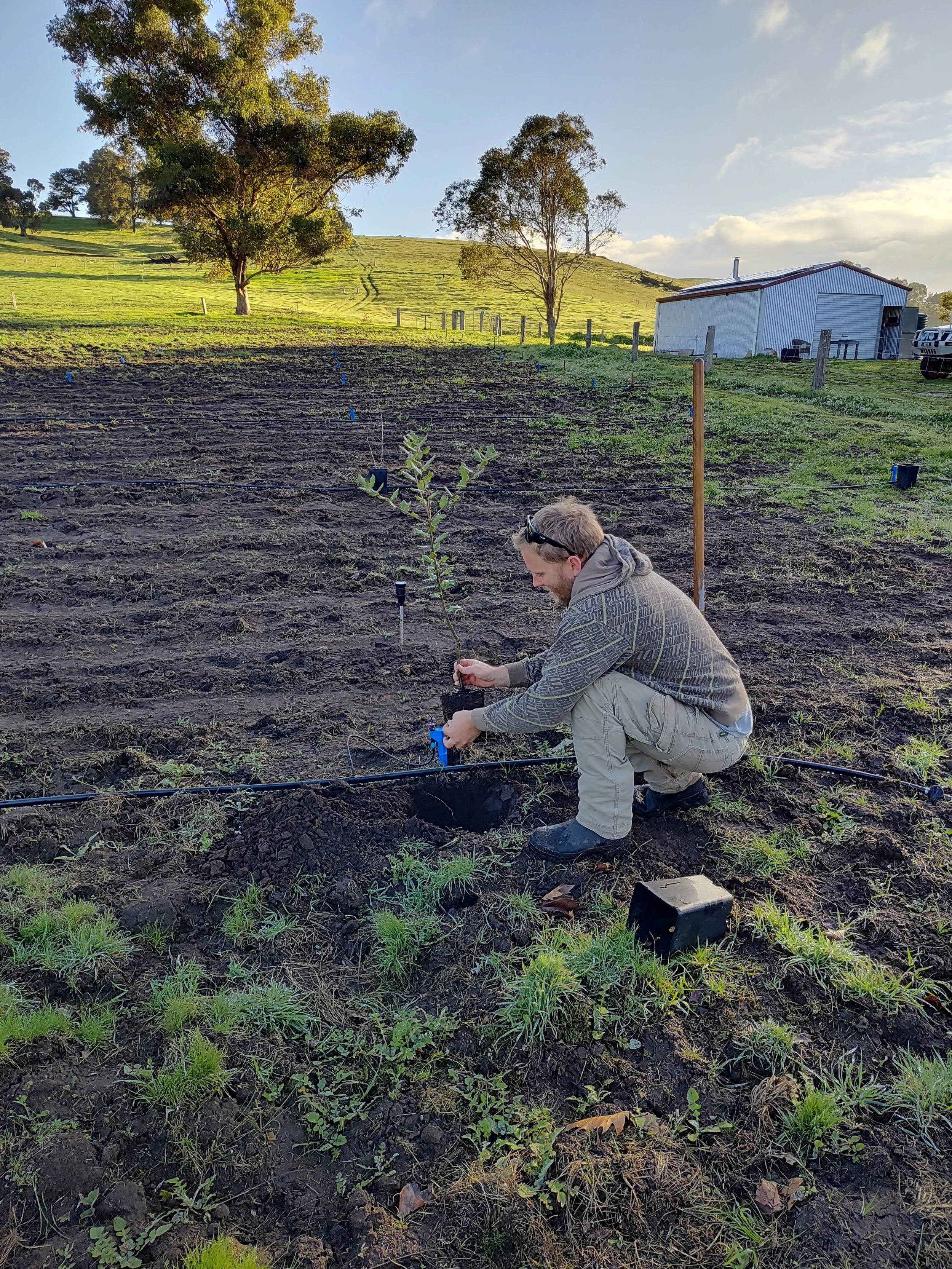 A man kneeling in a field planting a small oak tree for truffles cultivation, with a farm building and rolling hills in the background, under a partly cloudy sky.