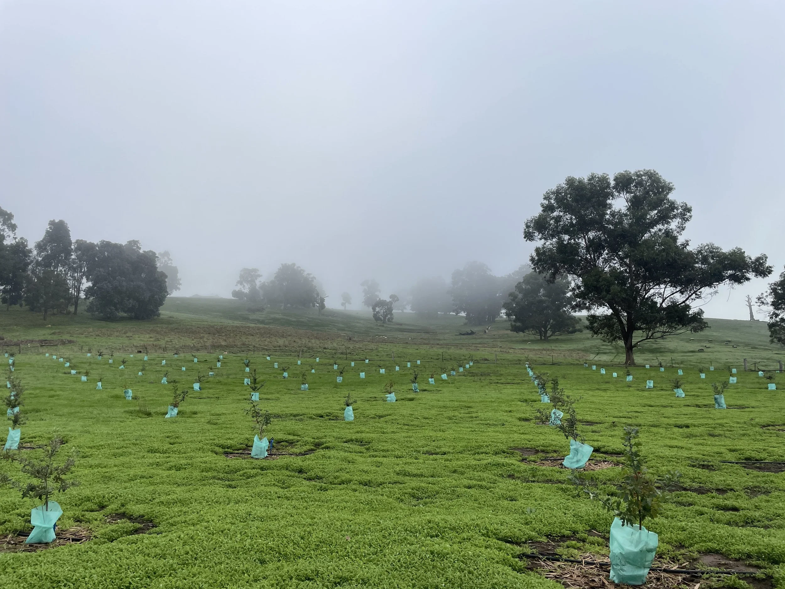 A green truffle orchard with newly planted oak trees wrapped in tree protectors, on a foggy day with several trees in the background.