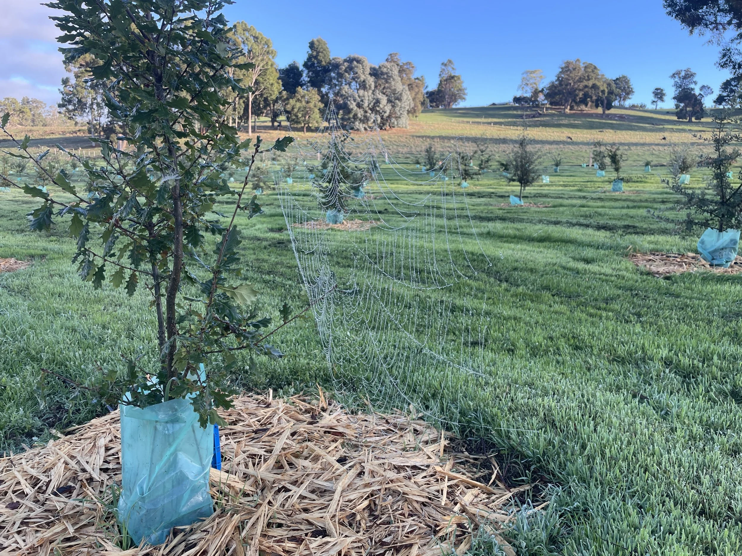 A young oak tree wrapped in plastic at its base, with a spiderweb covered in dew hanging nearby, in a green truffle orchard in Hester Brook under a blue sky with some clouds and distant trees on a hill.